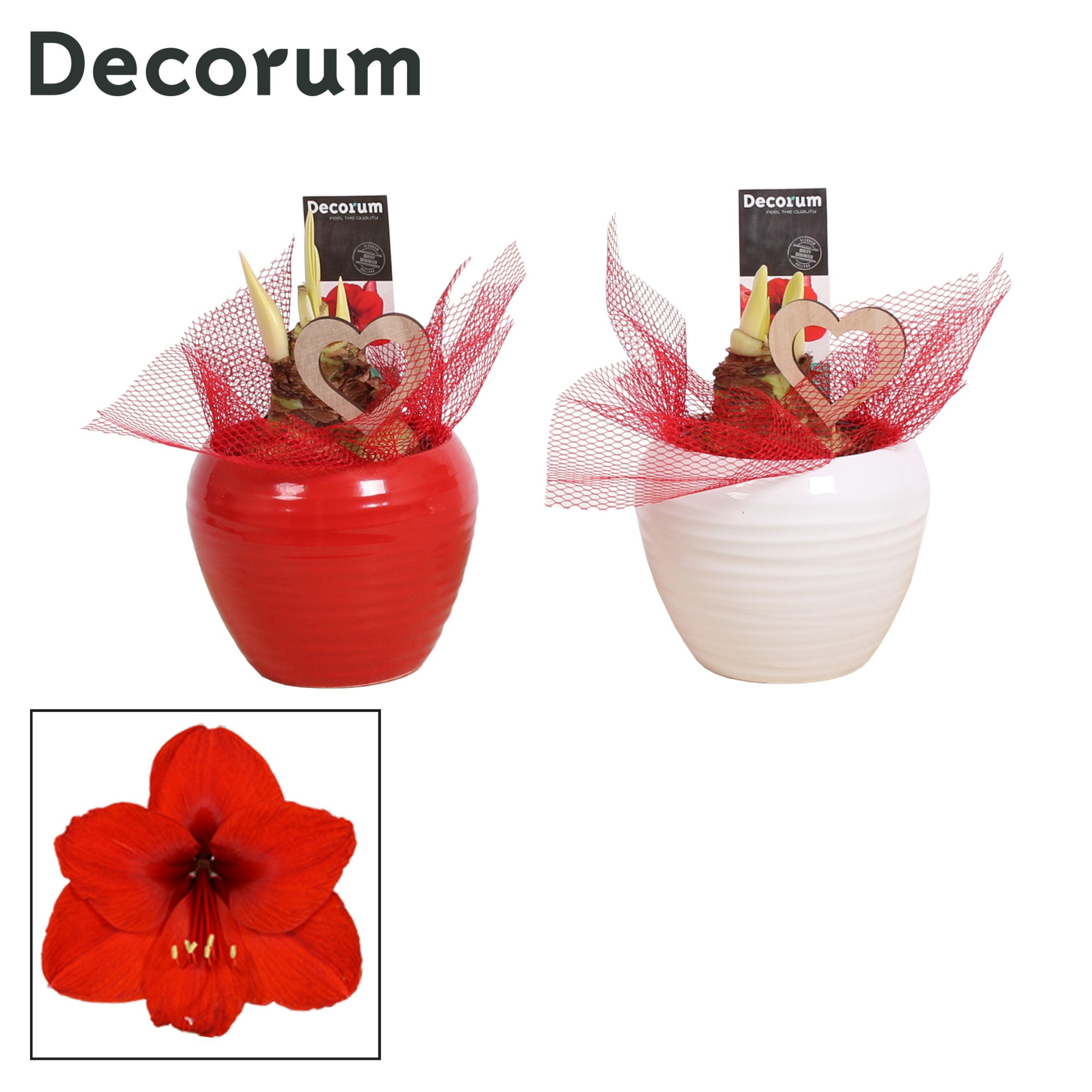 Amaryllis Rood 2 Knop in Ompot Melanie LOVE (Decorum), D 12 cm