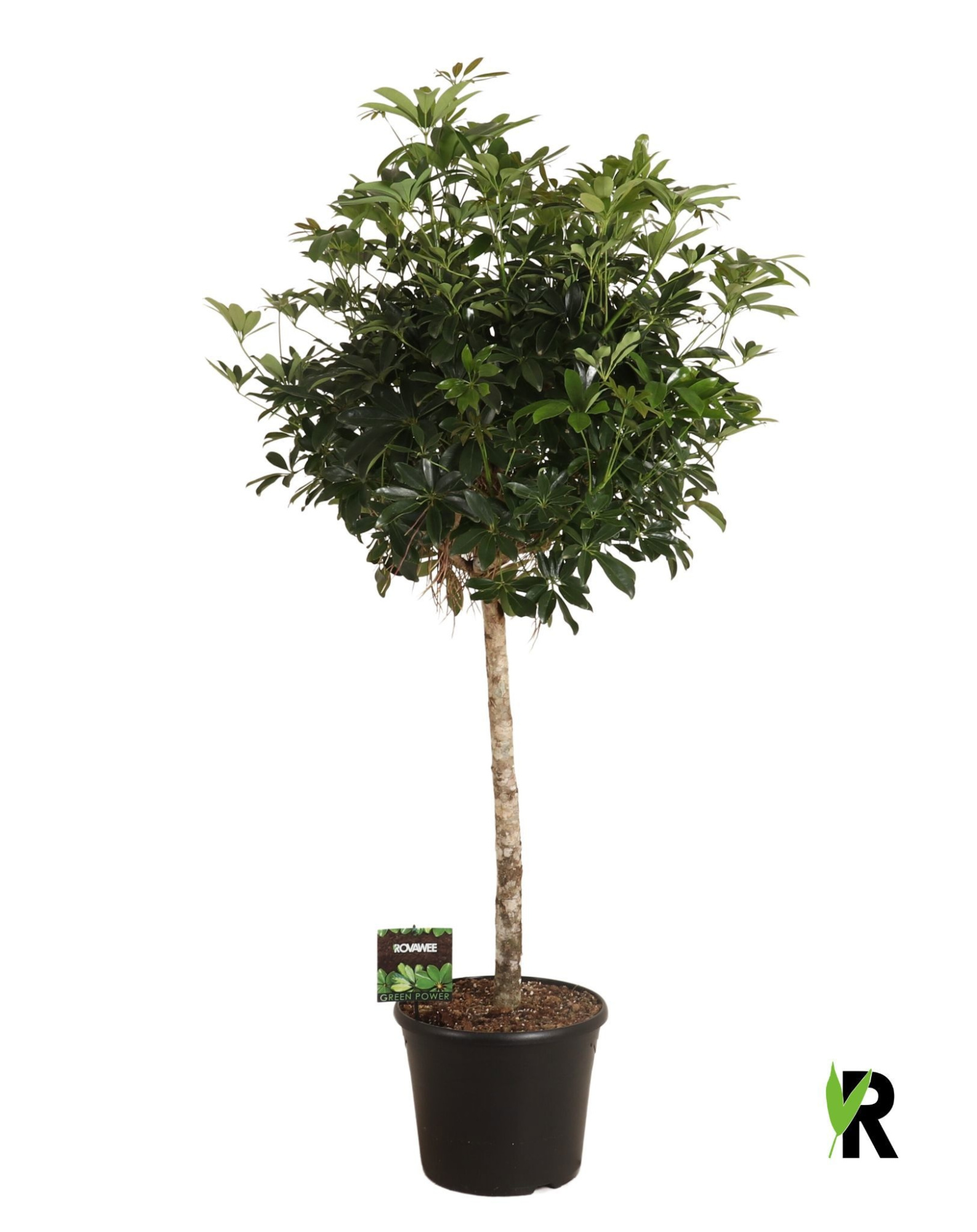 Schefflera arb. compacta op stam, D 35