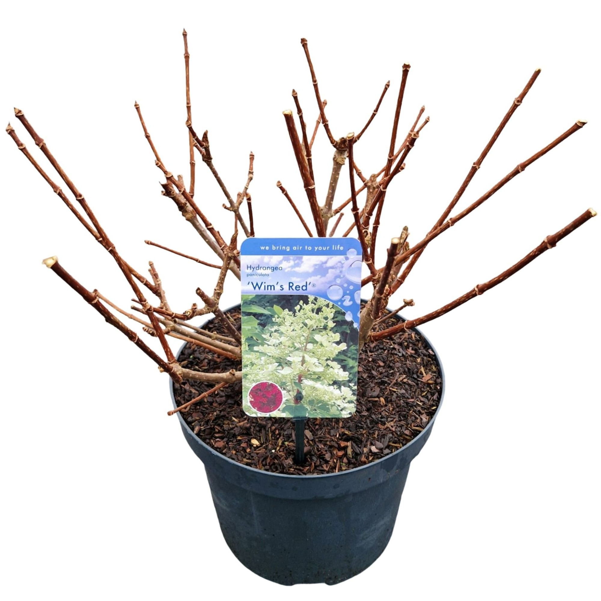 Hydrangea pan. 'Wim's Red', D 26