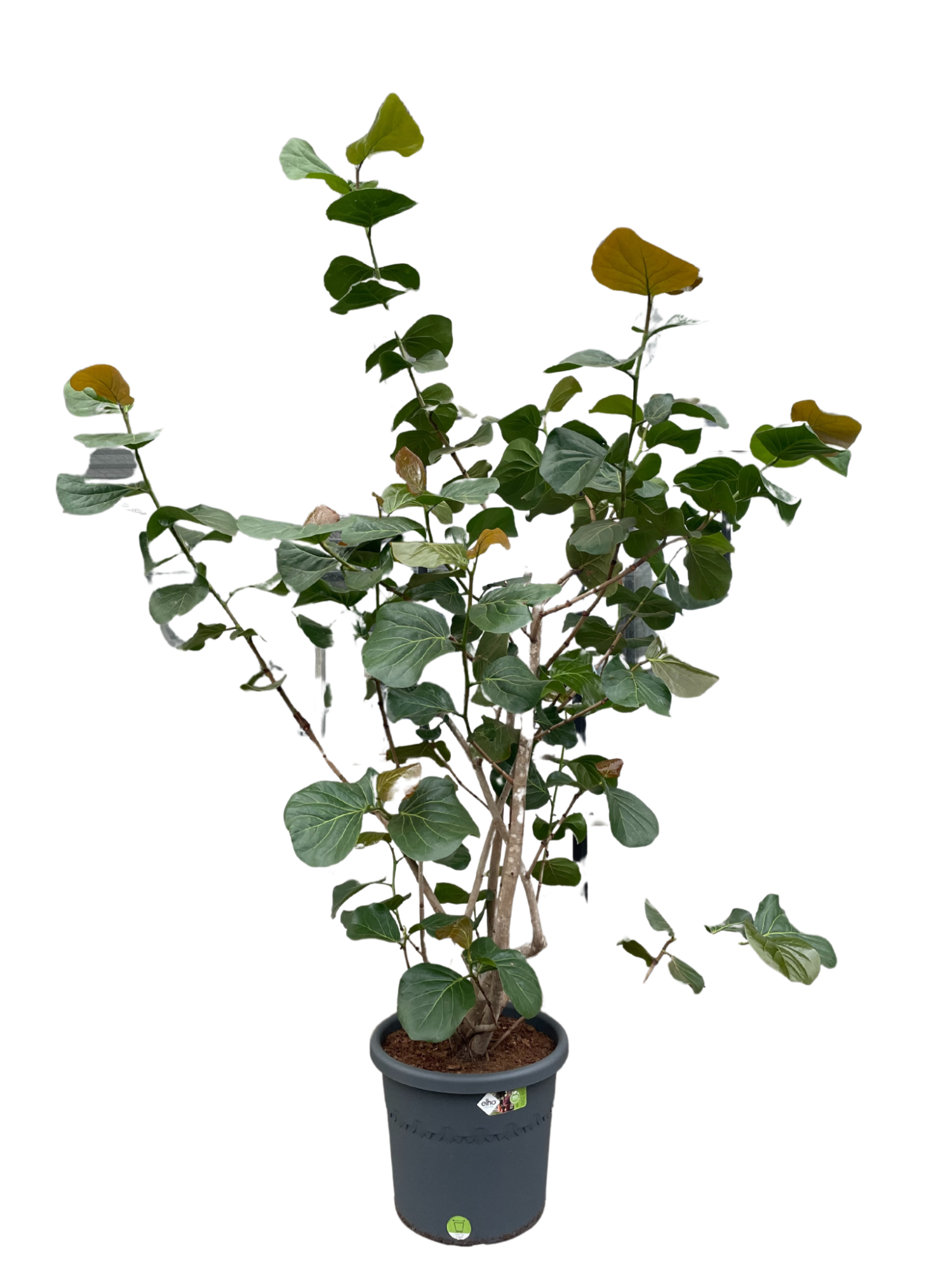 Coccoloba p48, D 48 cm