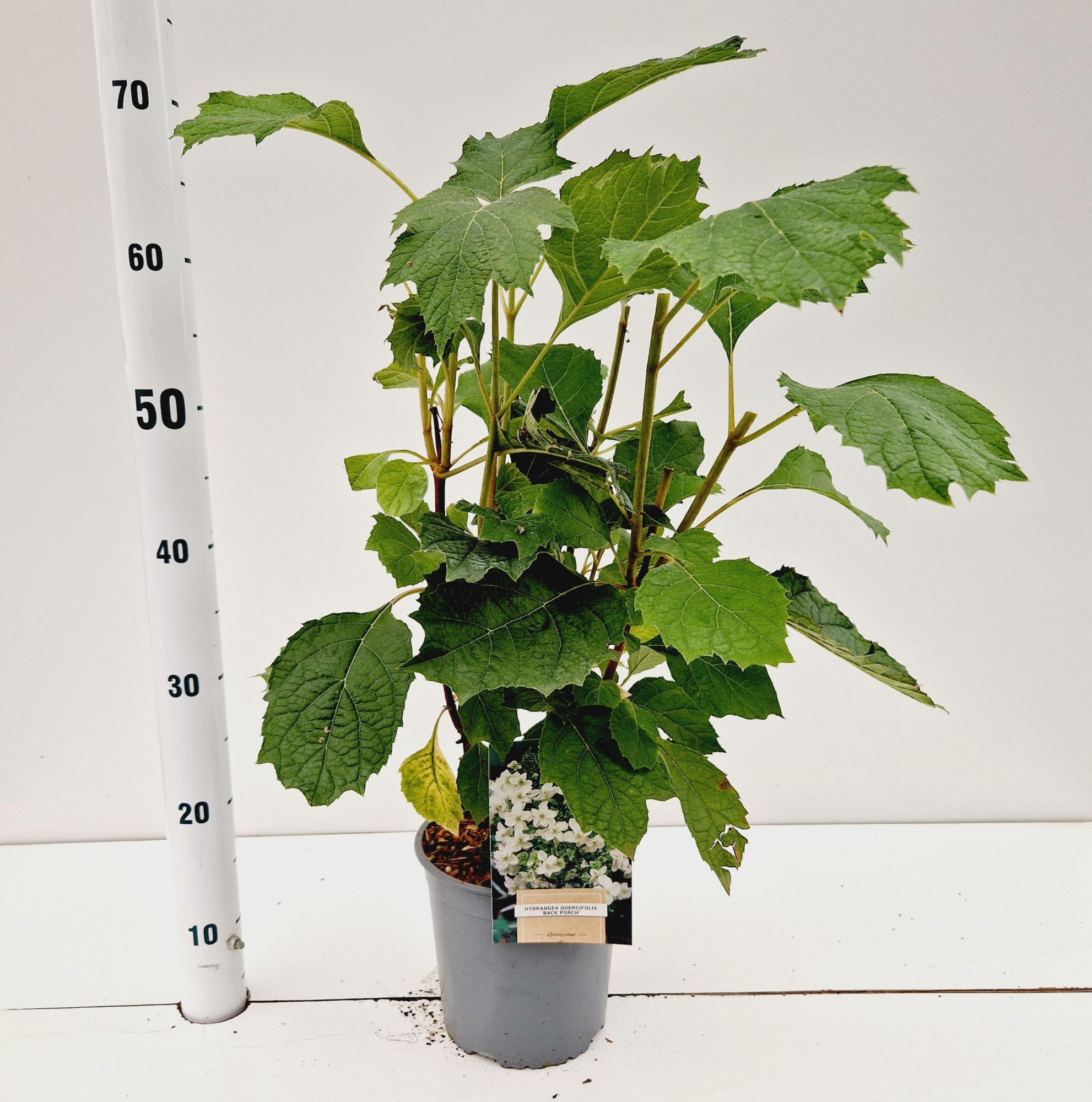 Hydrangea quercifolia 'Black Porch', D 17 cm