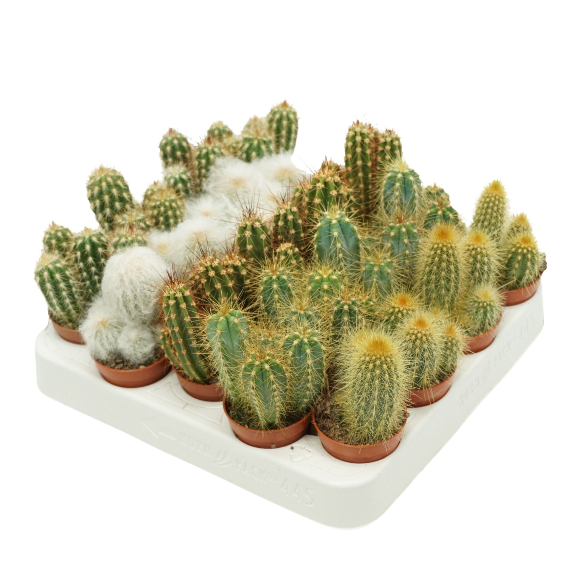 Cereus mix 5,5 cm op rij in presentatiedoos, D 5,5 cm