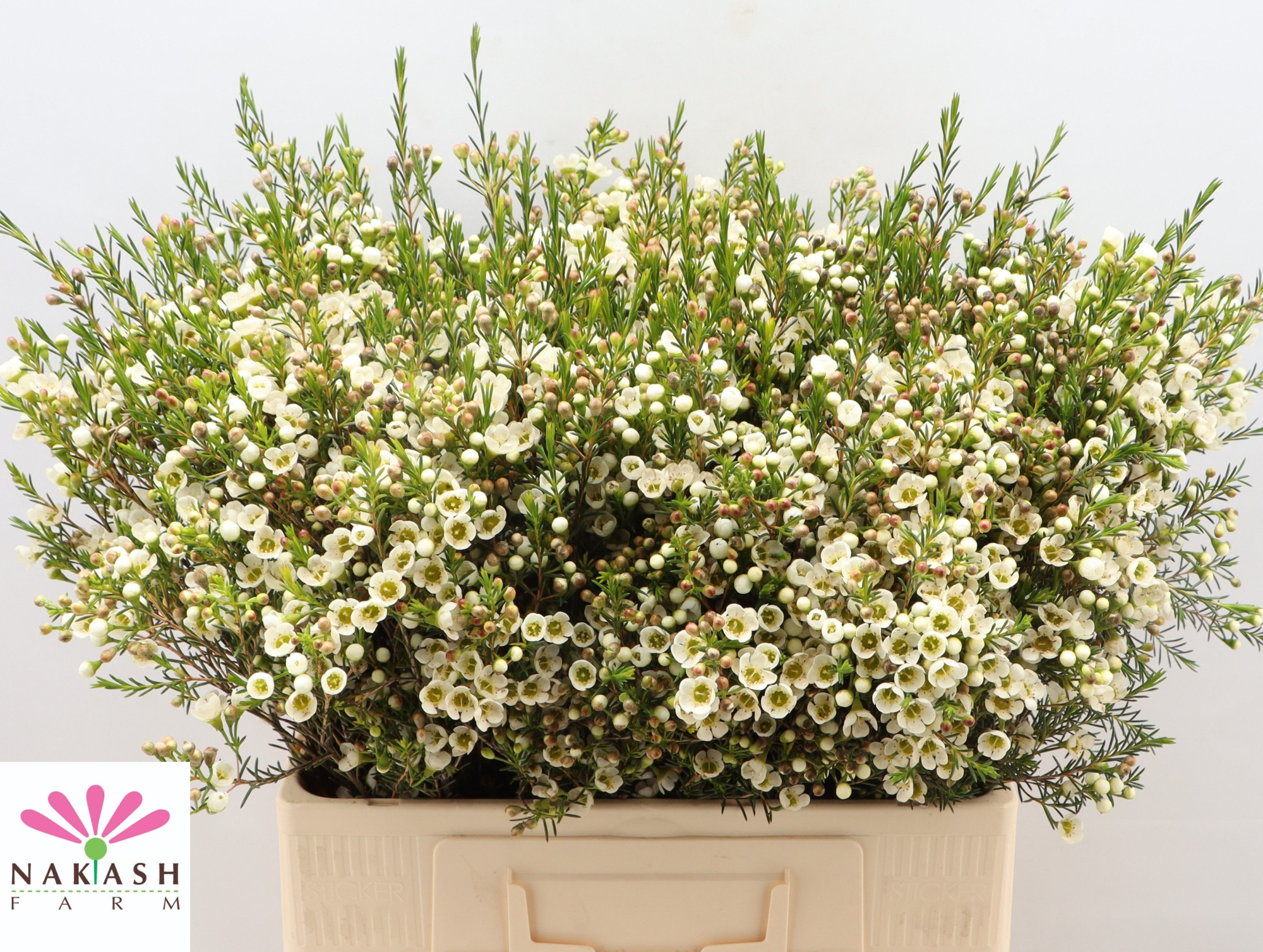 Шамелациум Кристал Перл 60, шт.