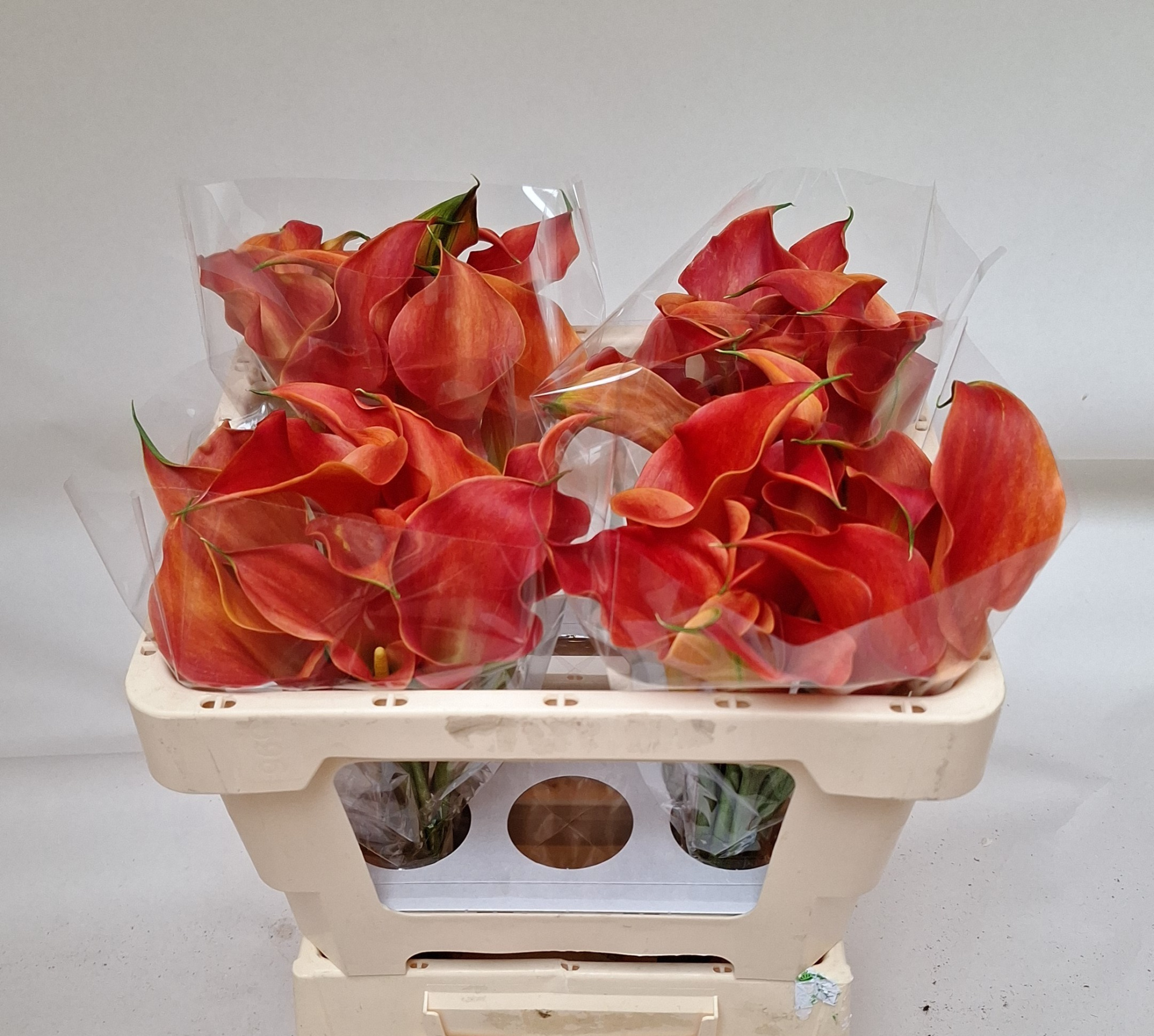 Калла Сансет Пэшн 50, шт.