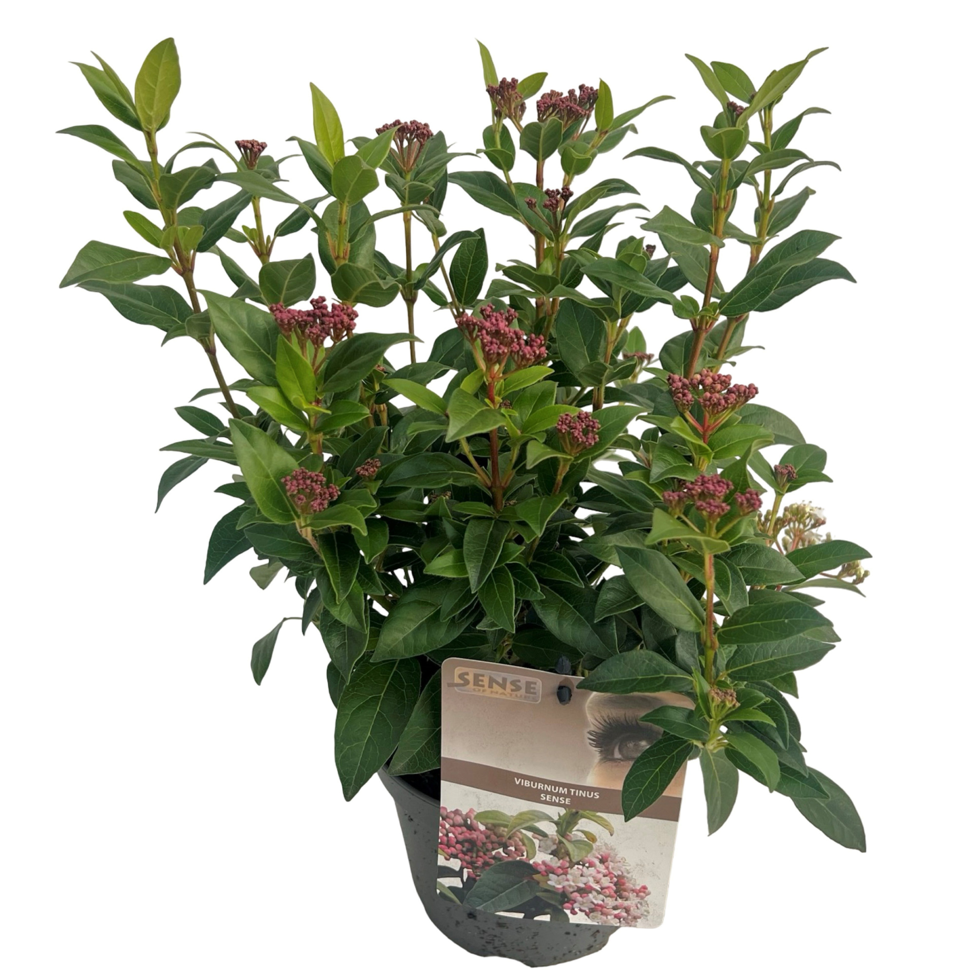 Viburnum tinus sense, D 17 cm