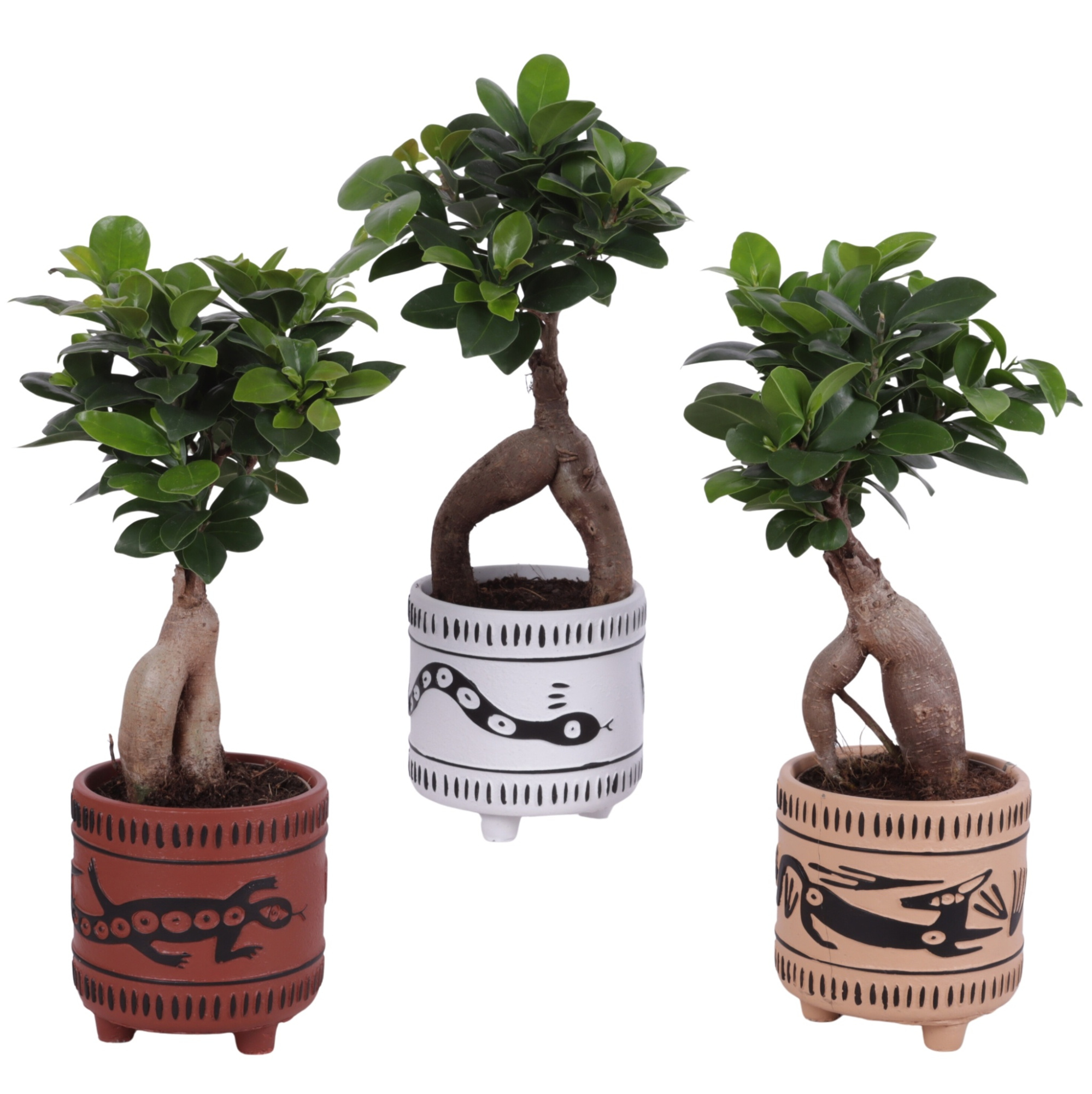 Ficus m. Ginseng Ball Shape Ø09cm in Ø11cm Ceramic EV664, D 11