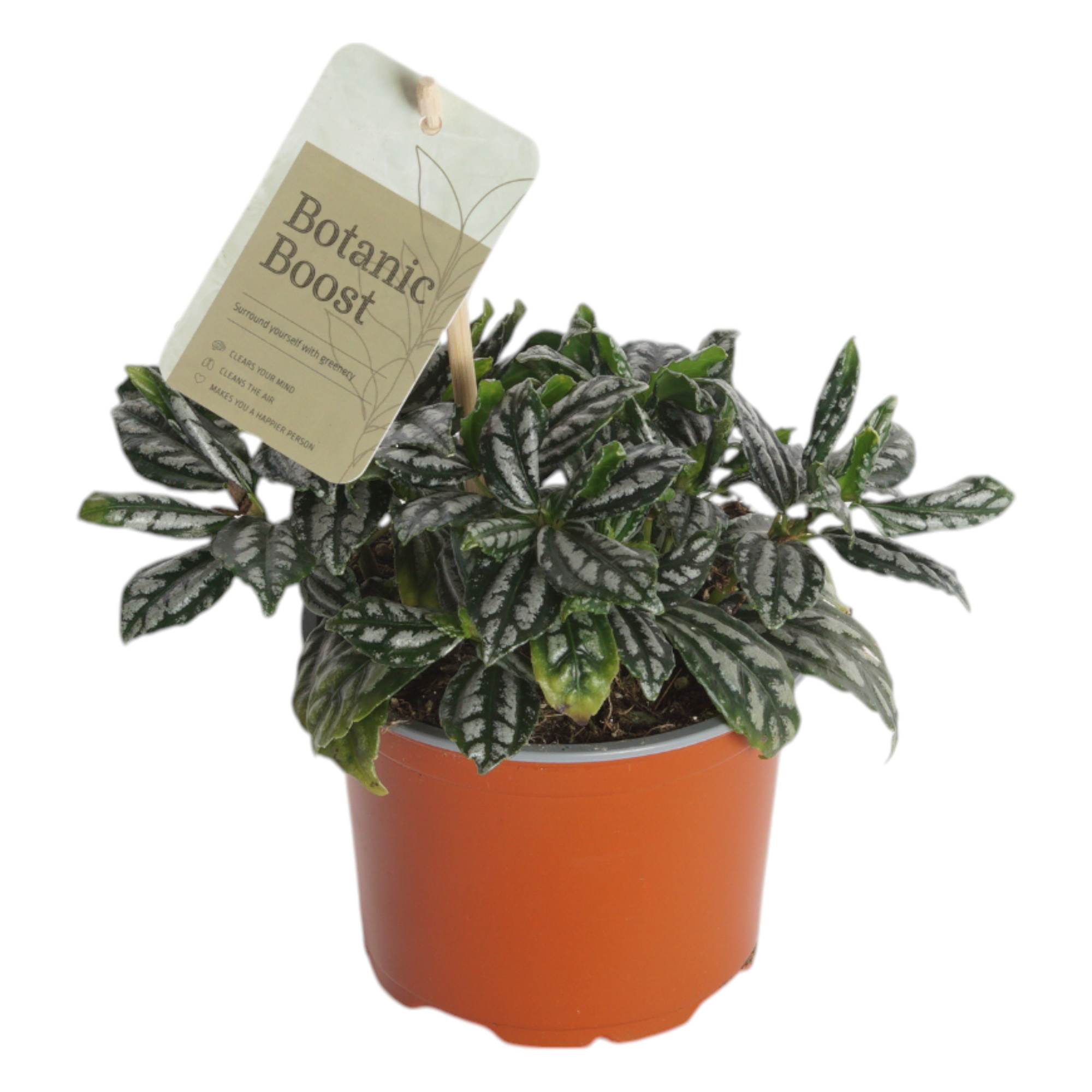 P12 Pilea Cadierie, D 12