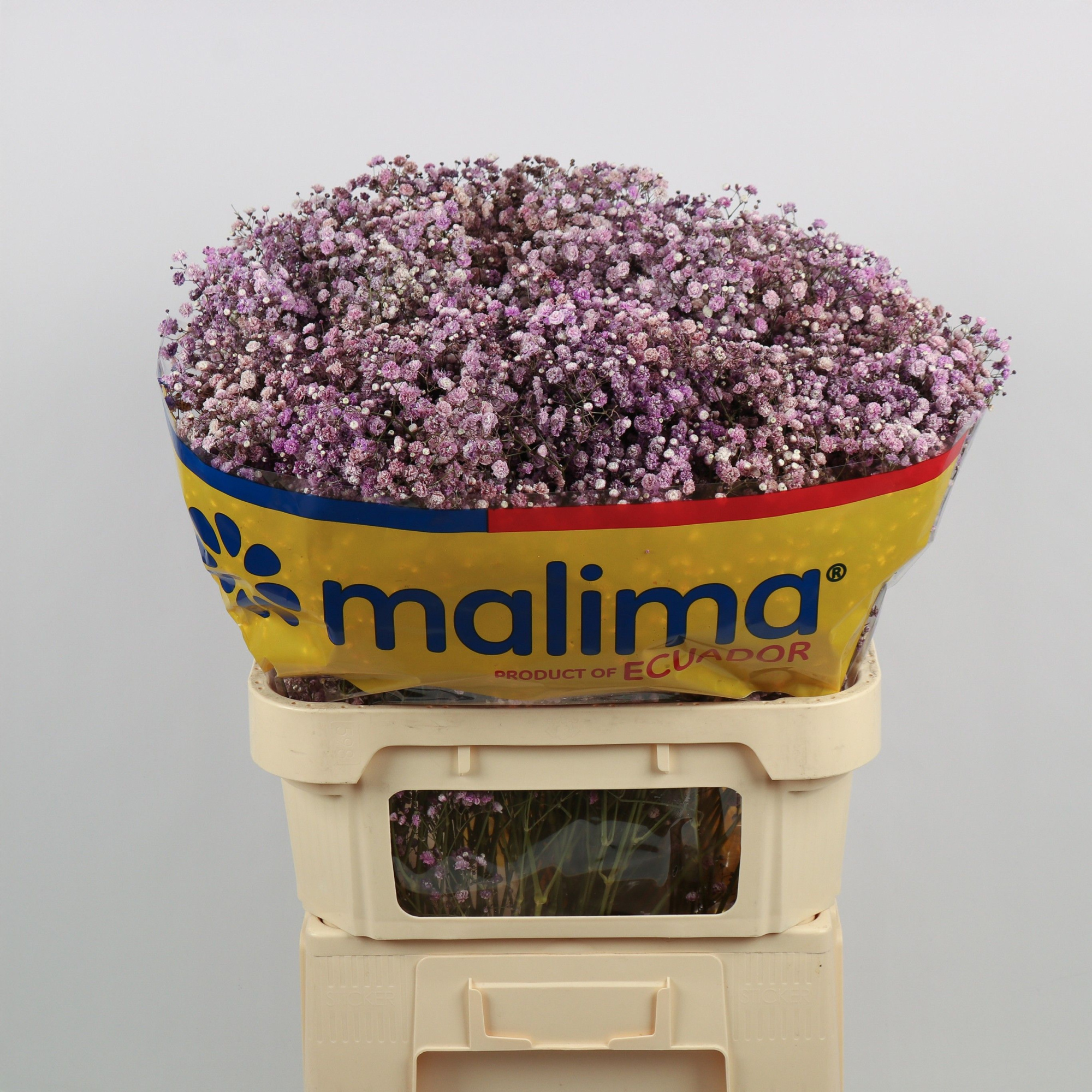 Гипсофила Овериг Крашеная (краш. ) 75, шт.