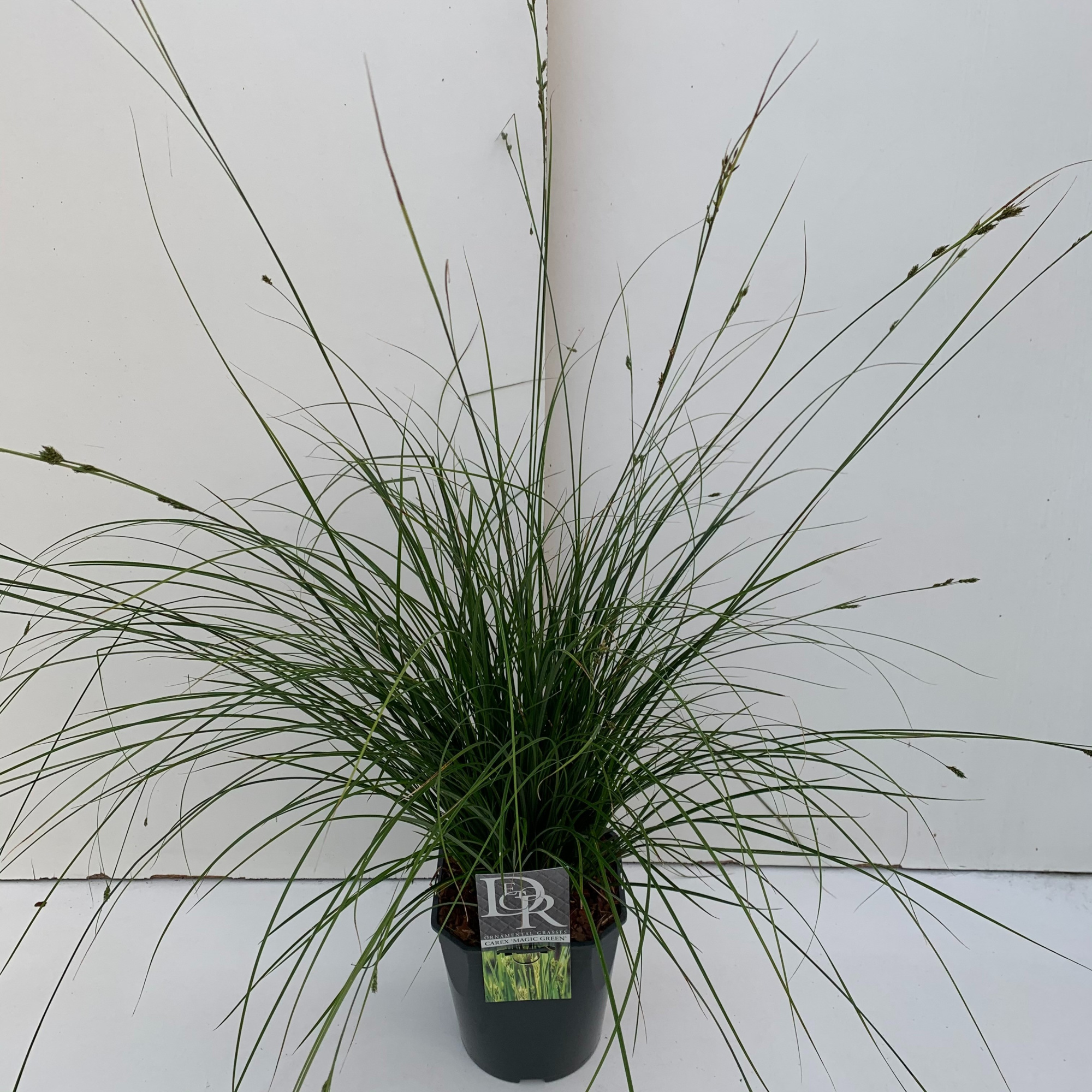 Carex 'Magic Green', D 23