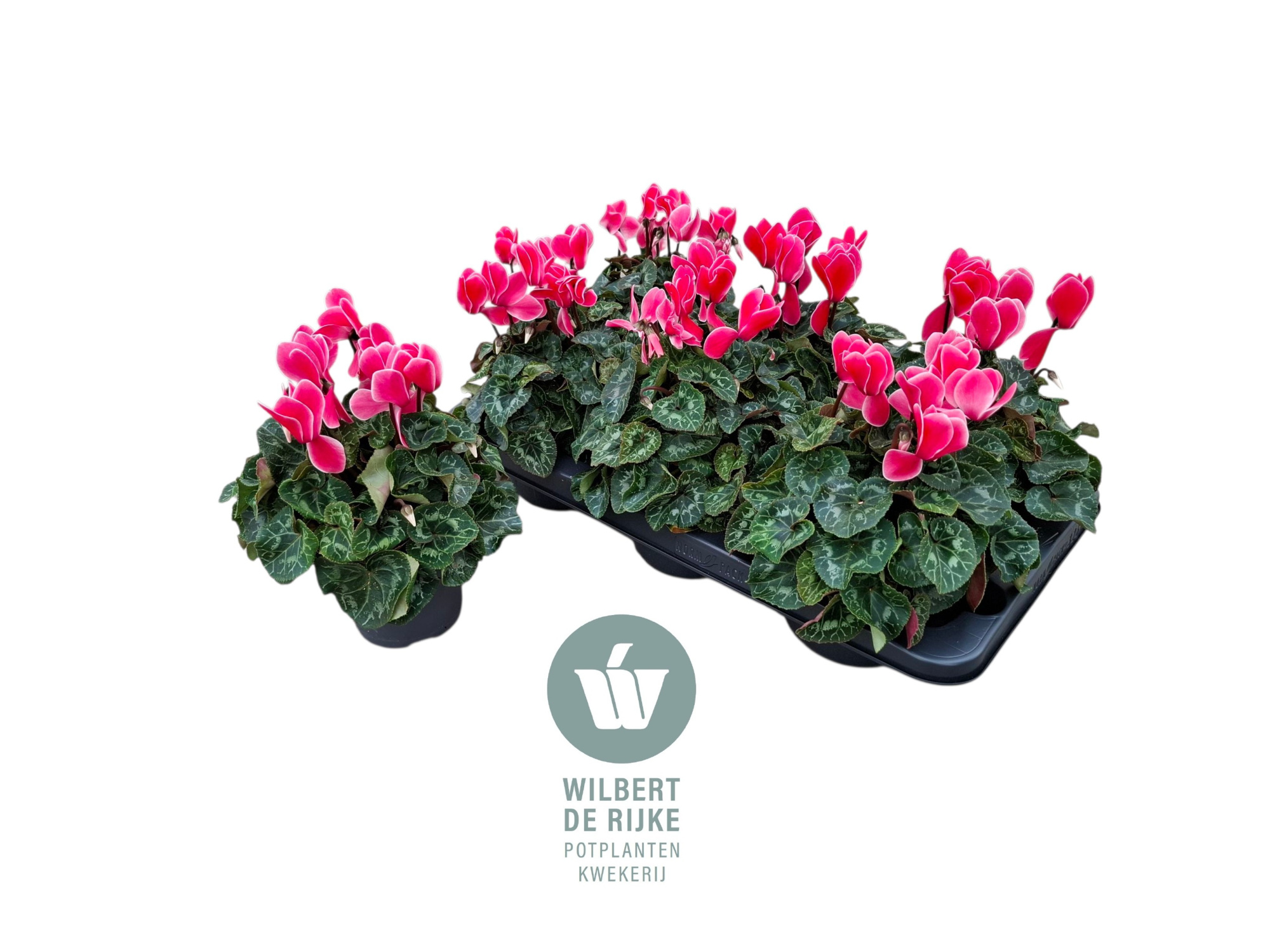 Cyclamen Midi Super Serie Allure Salmon (Cyclaam), D 12 cm
