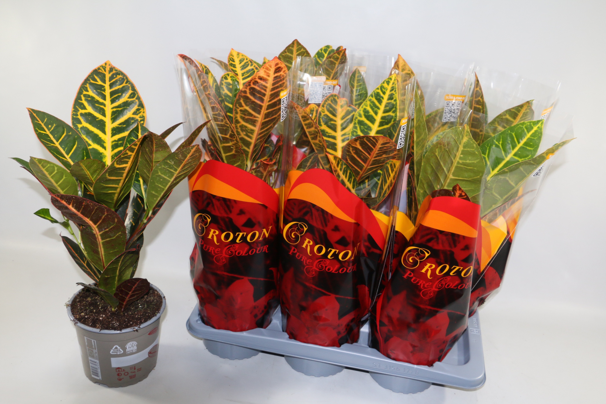 Croton Petra 17cm in Design hoes"Sunshiners®", D 17