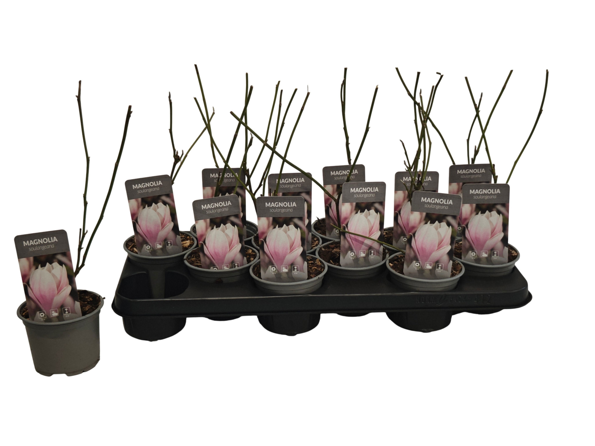 Magnolia soulangeana P10,5, D 10