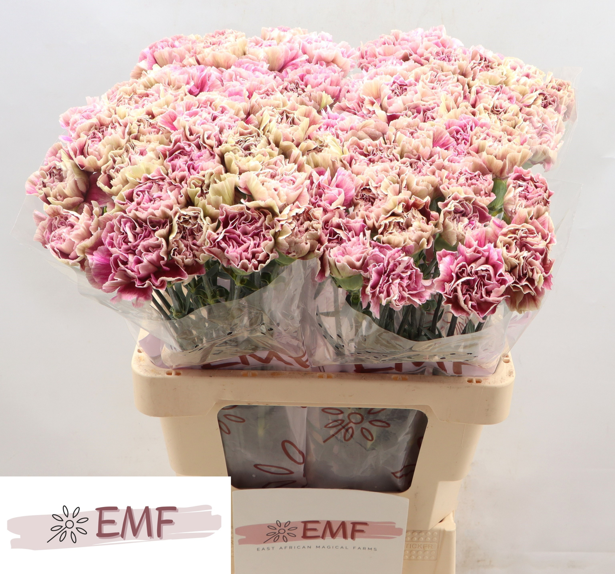 Диантус од. Антигуа, шт.