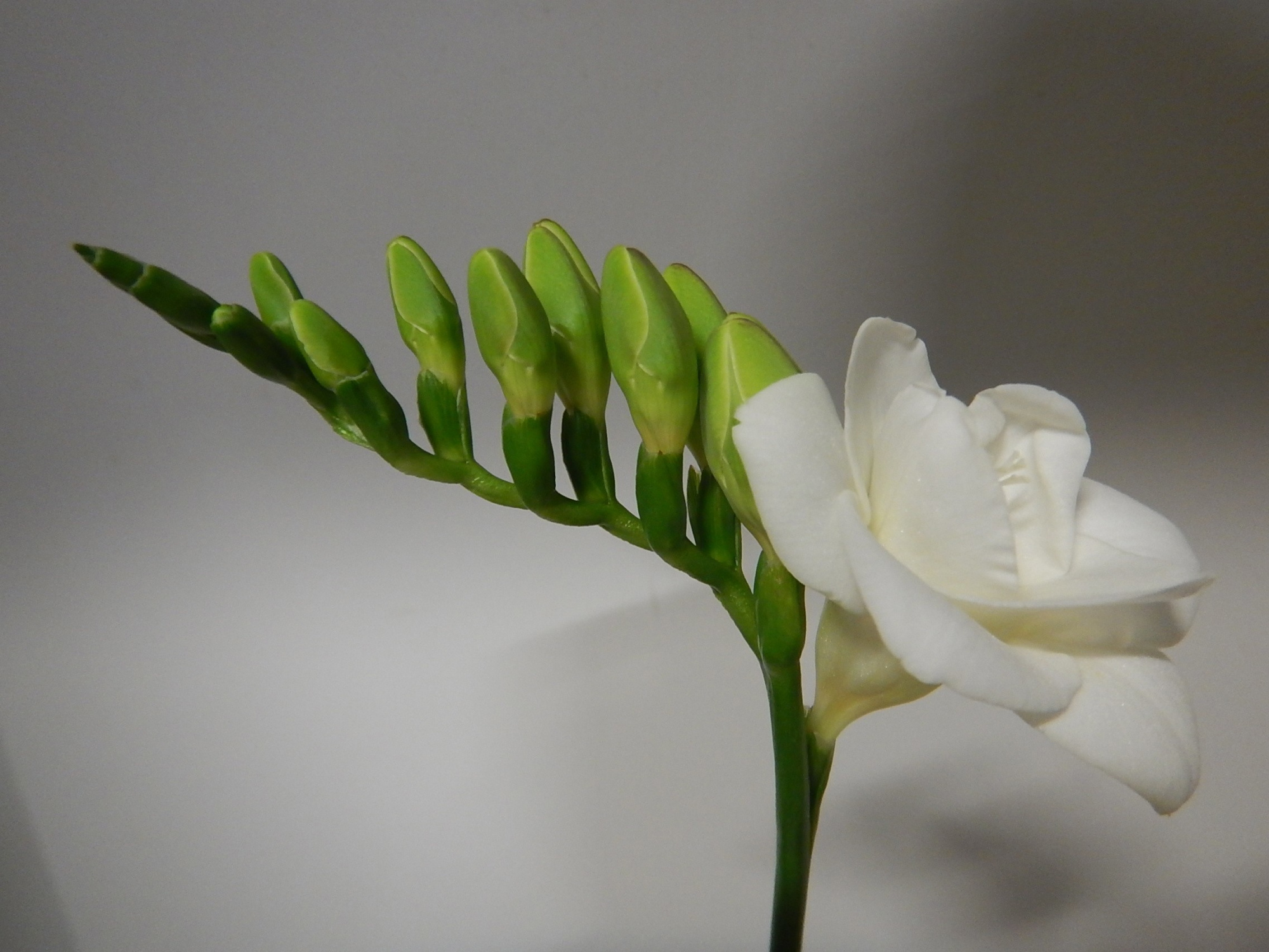 Фрезия дв. Версаль 55, шт.