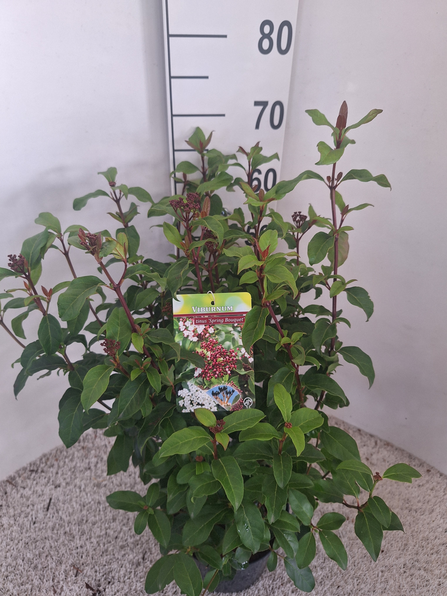 Viburnum overig, D 21 cm