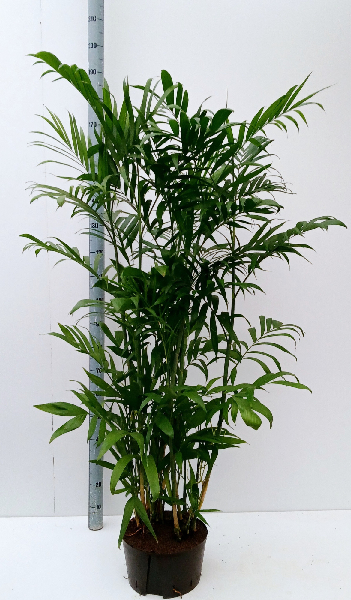 chamaedoria seifritzii, D 32 cm