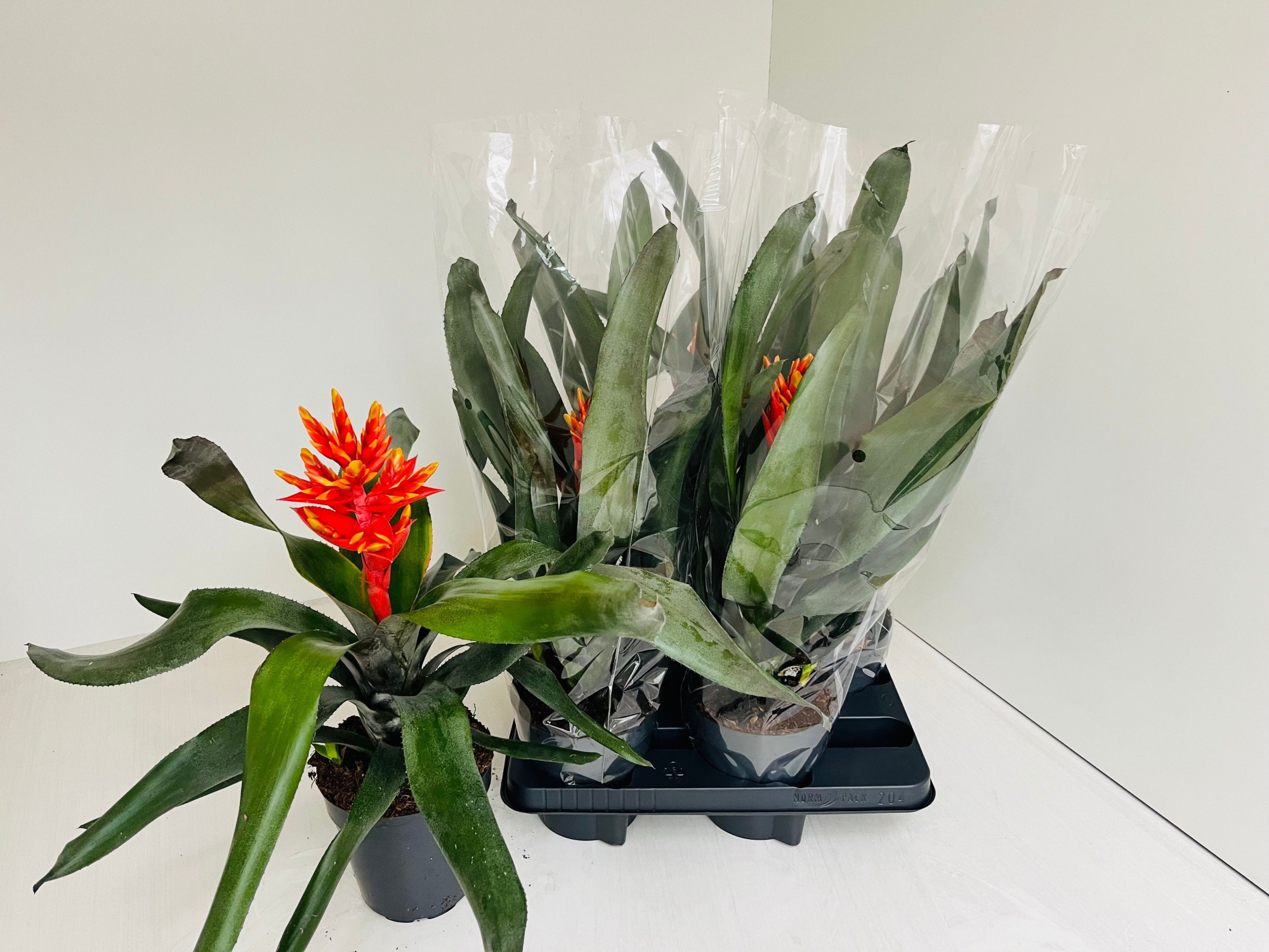 Aechmea Pepita Flame, D 15 cm