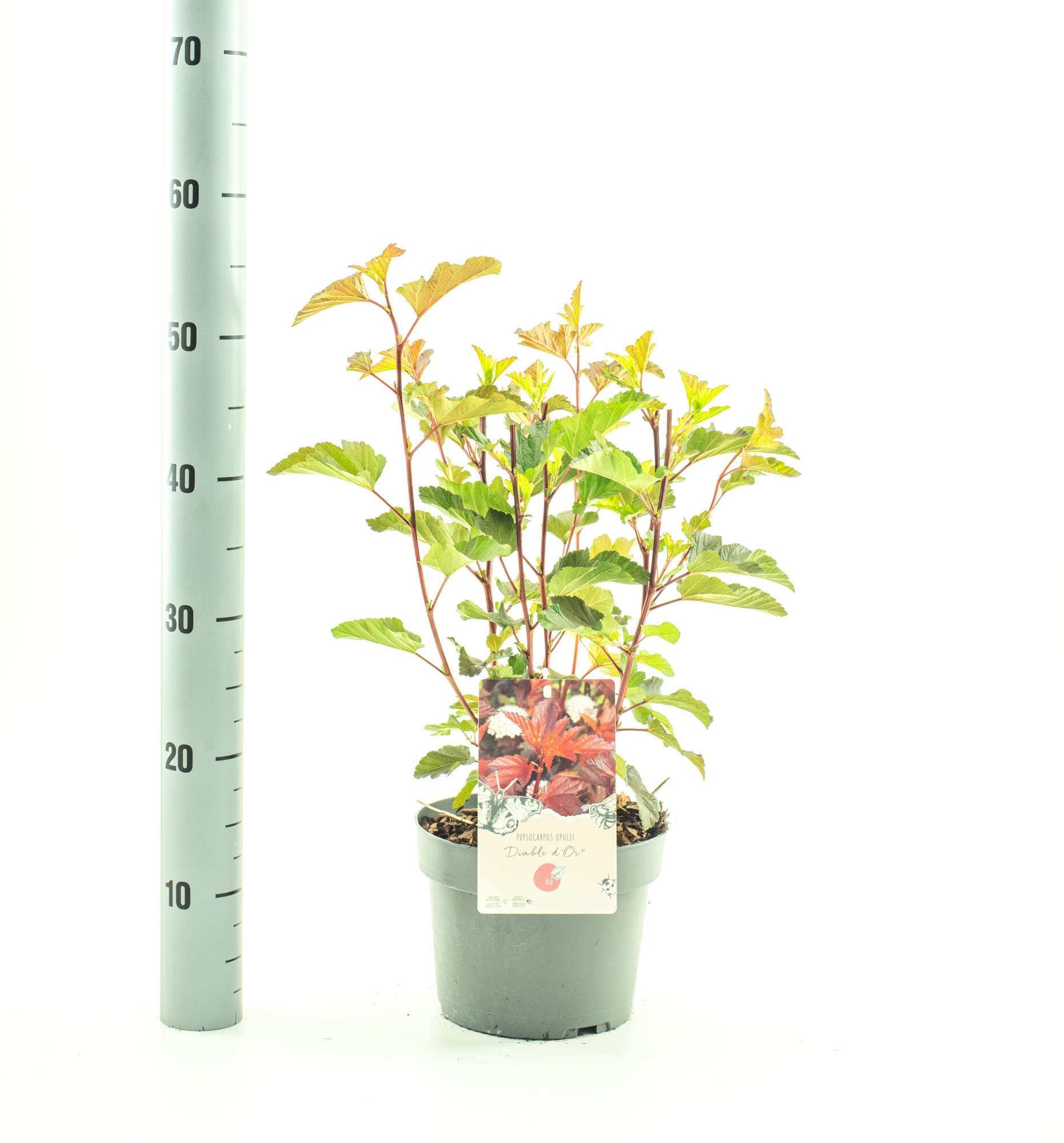 Physocarpus op. 'Diable dÓr, D 19 cm