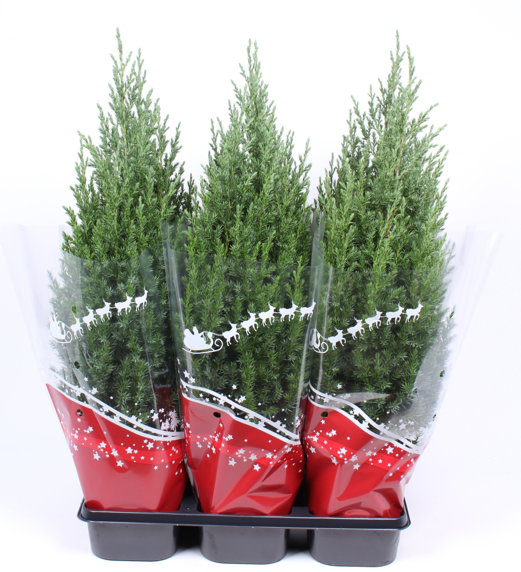 Juniperus chinensis 'Stricta' rode hoes, D 15 cm