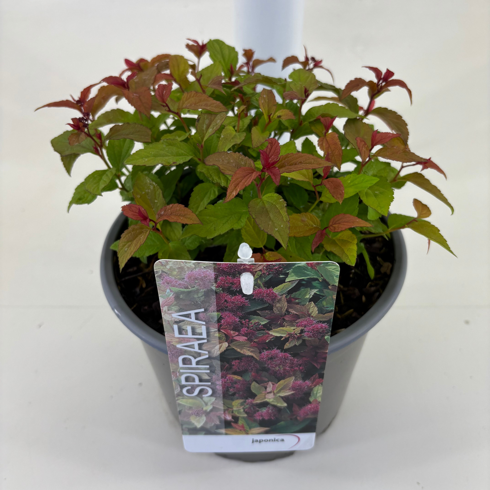 Spiraea bumalda 'Goldflame', D 19 cm