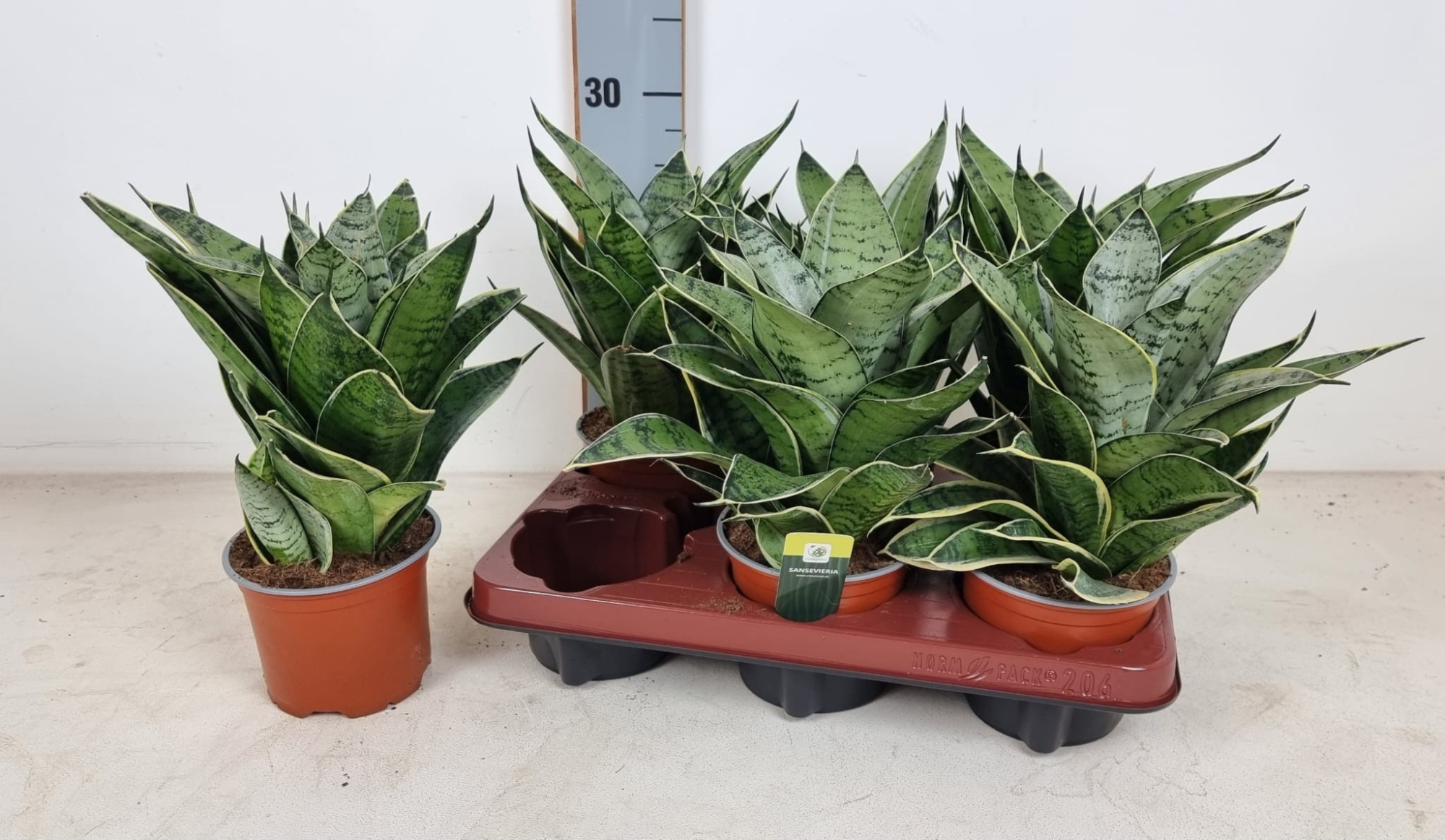 Sansevieria trifasciata Silver Star Hahnii 12cm, D 12 cm