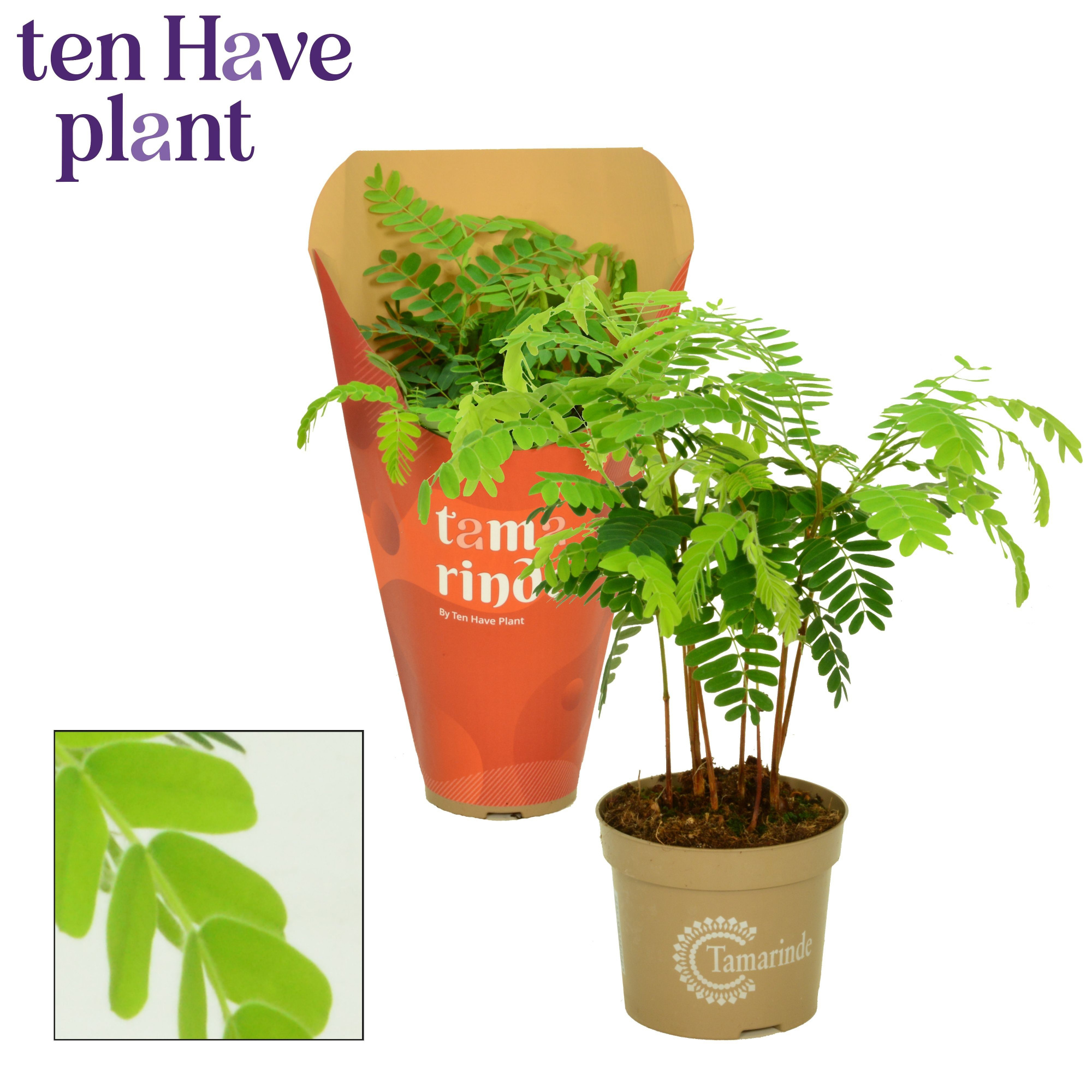 Tamarinde 13 cm in Hoes, D 13