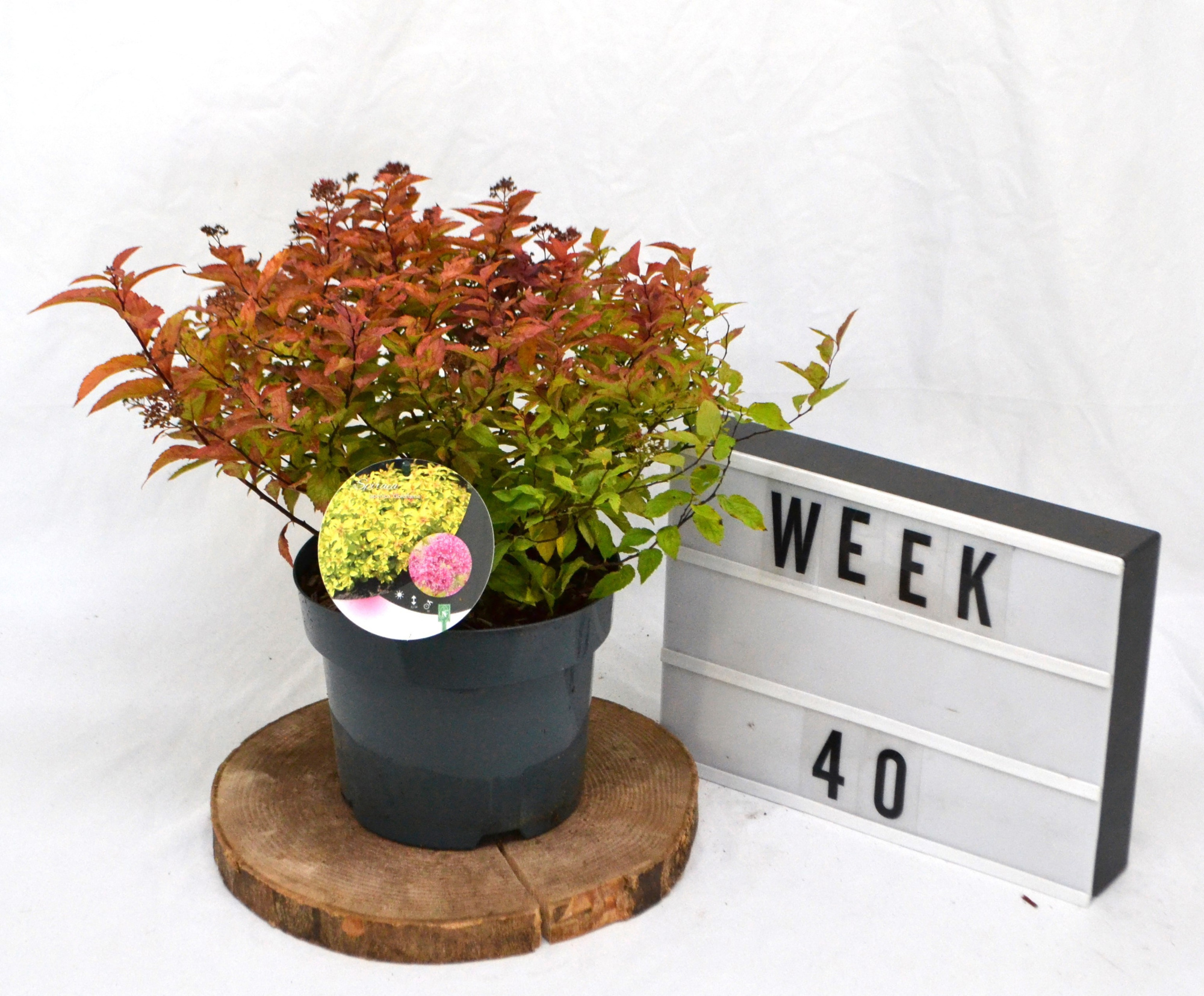 Spiraea japonica Goldflame, D 19 cm