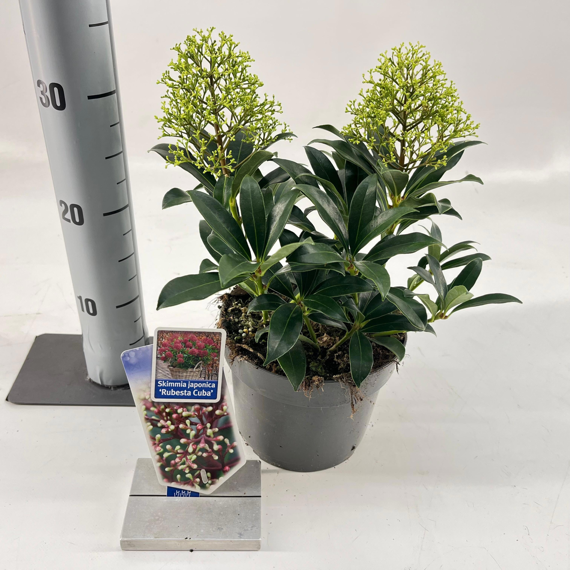 Skimmia jap. Rubesta Cuba, D 17 cm