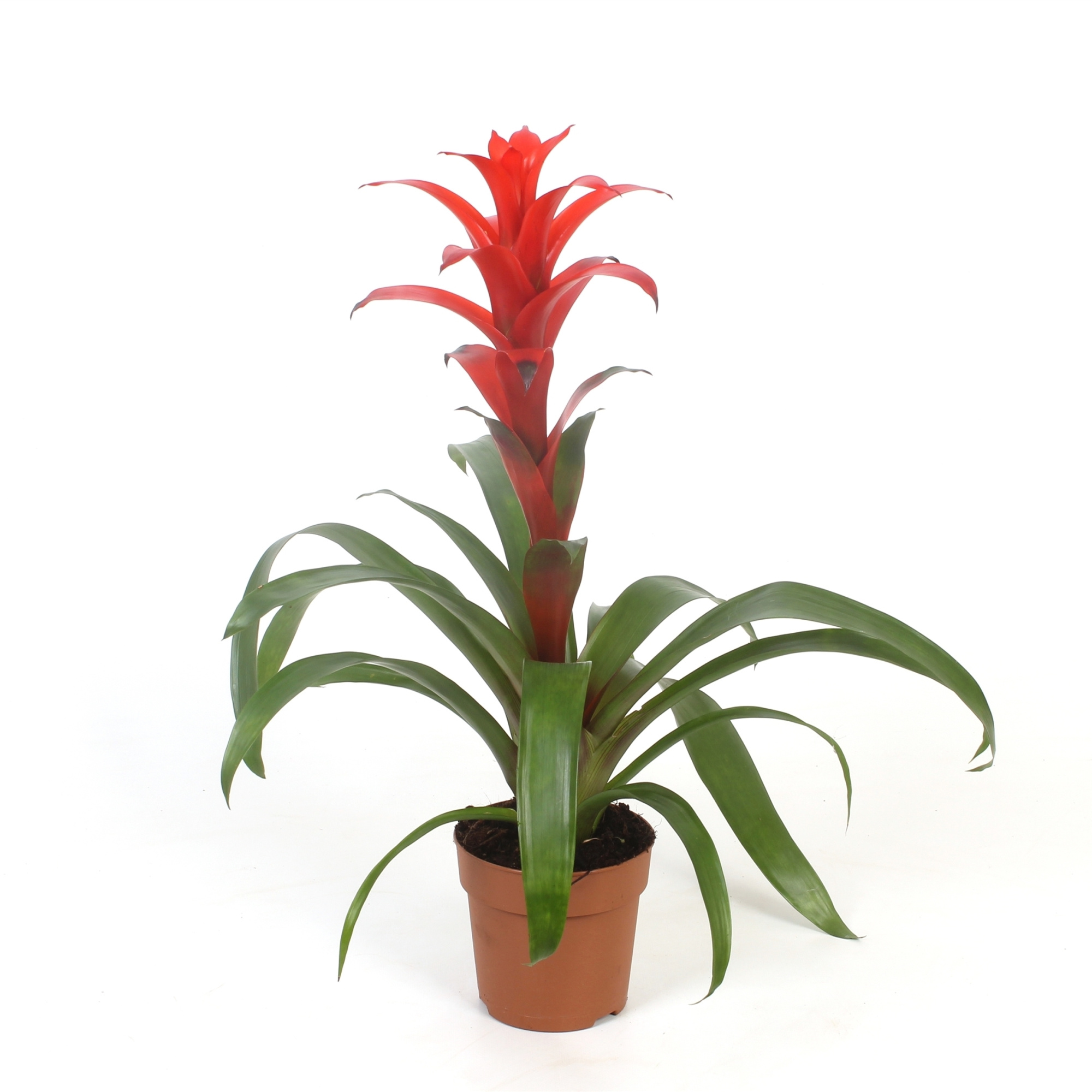 Guzmania Allura, D 12 cm