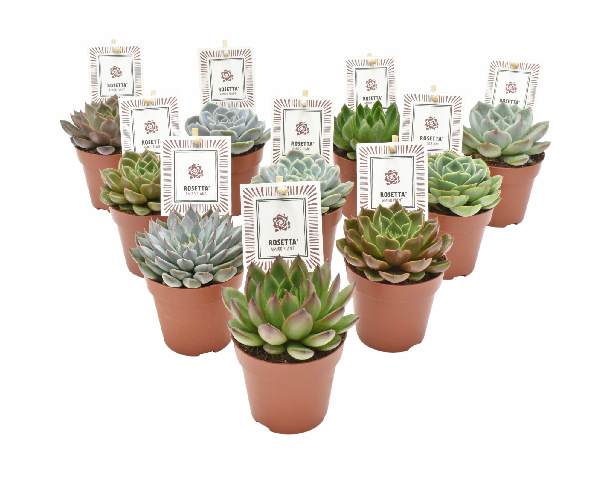 Echeveria ROSETTA® mix, D 8,5 cm