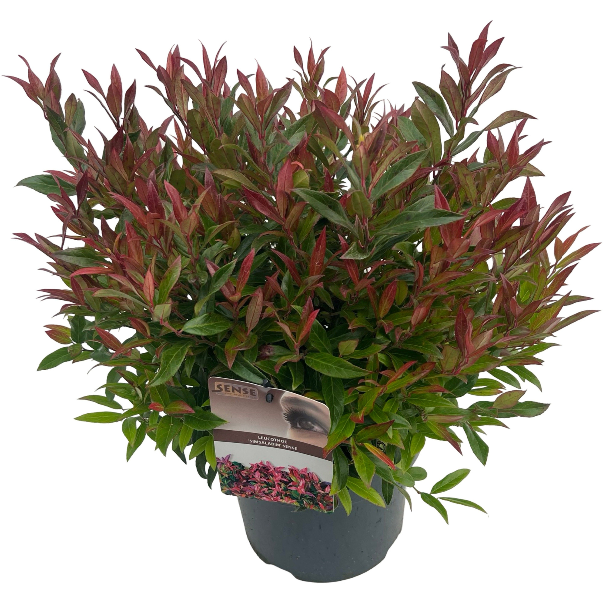 Leucothoe 'Simsalabim' sense, D 23 cm