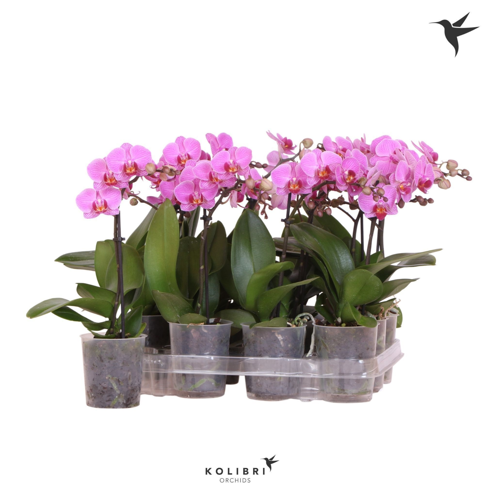 Kolibri Orchids Phalaenopsis Violet 1 spike No label, D 9