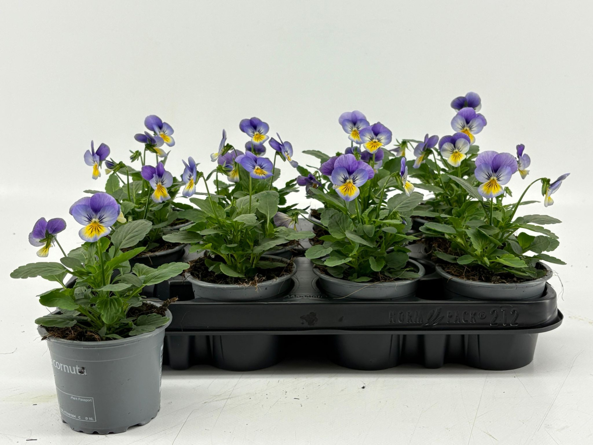 Viola Cornuta Denim, D 9 cm