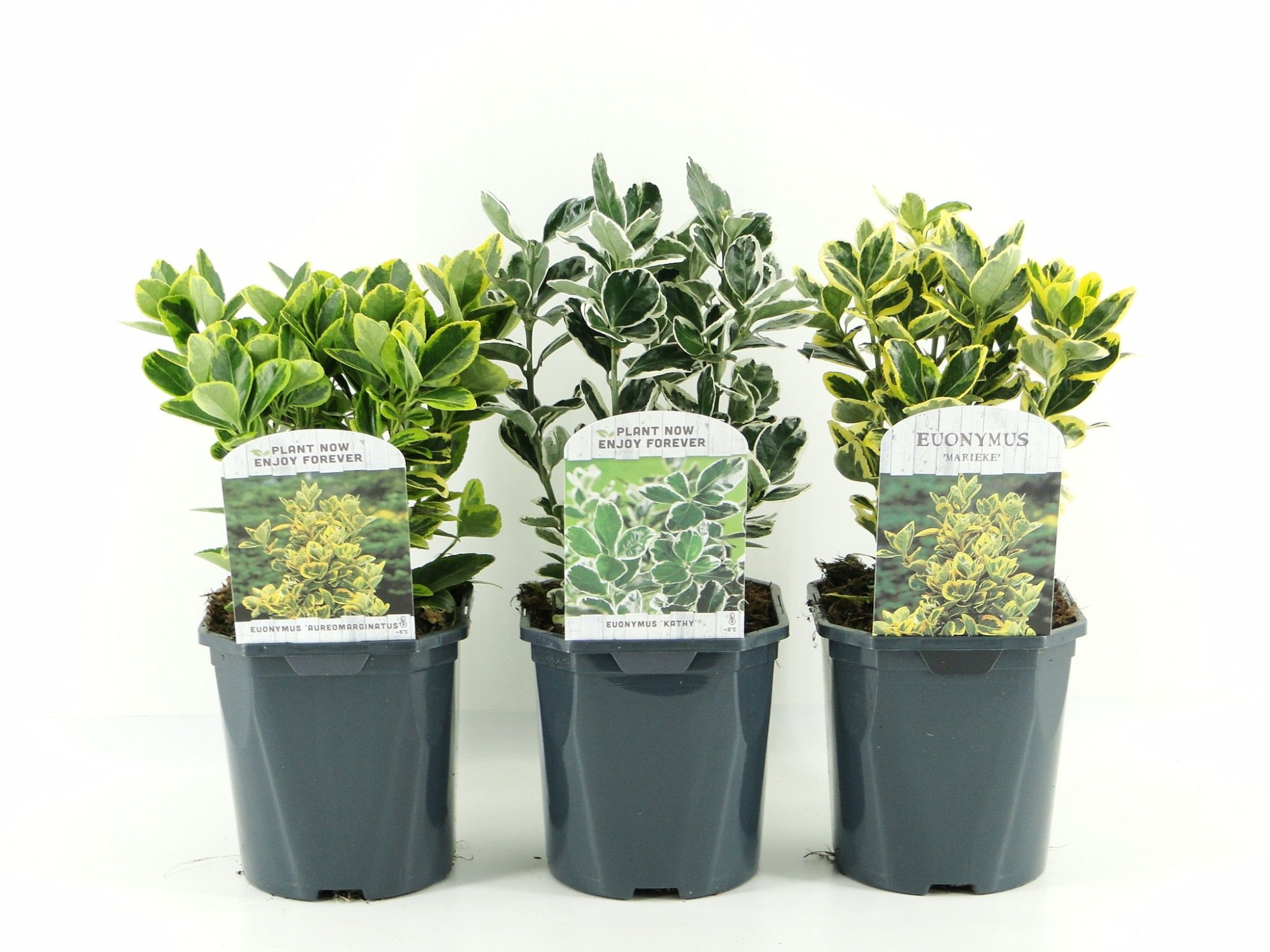 Euonymus jap.mix laag, D 17