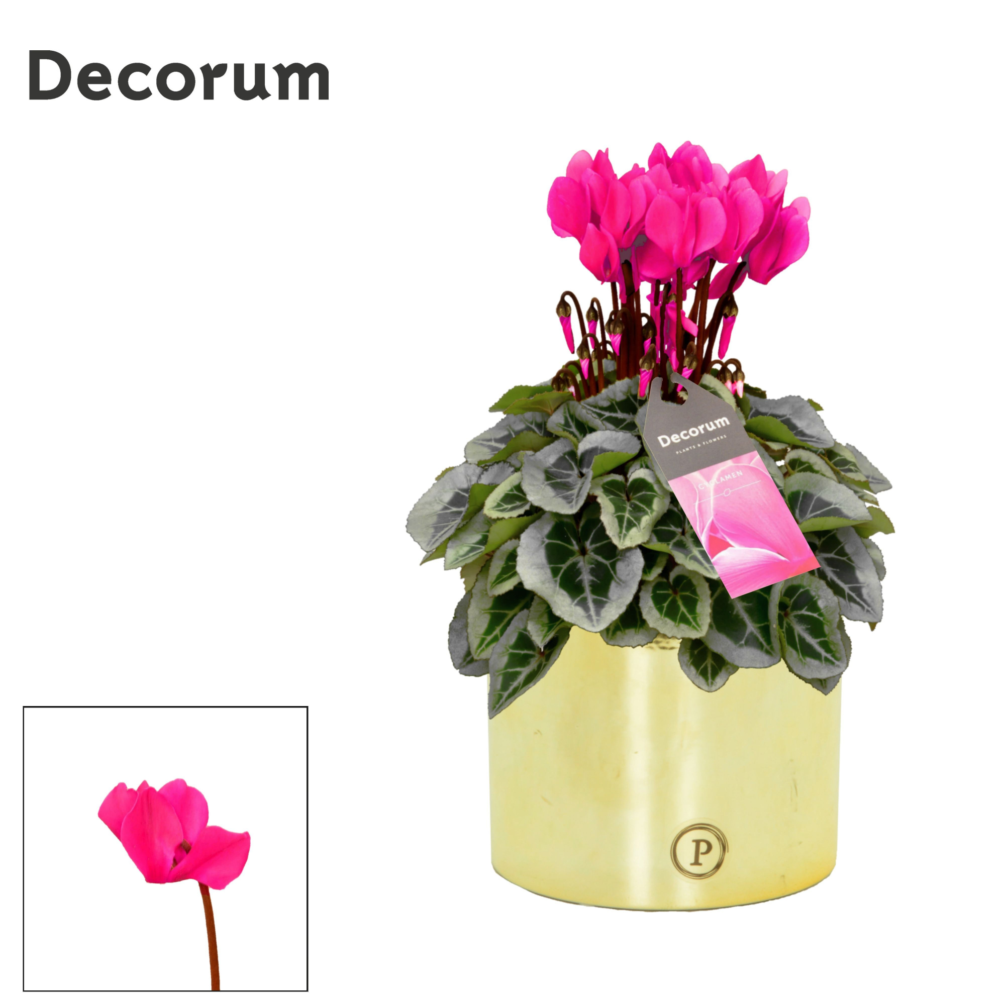 Cyclamen SS Picasso Roze Laryssa shiny gold, D 13 cm