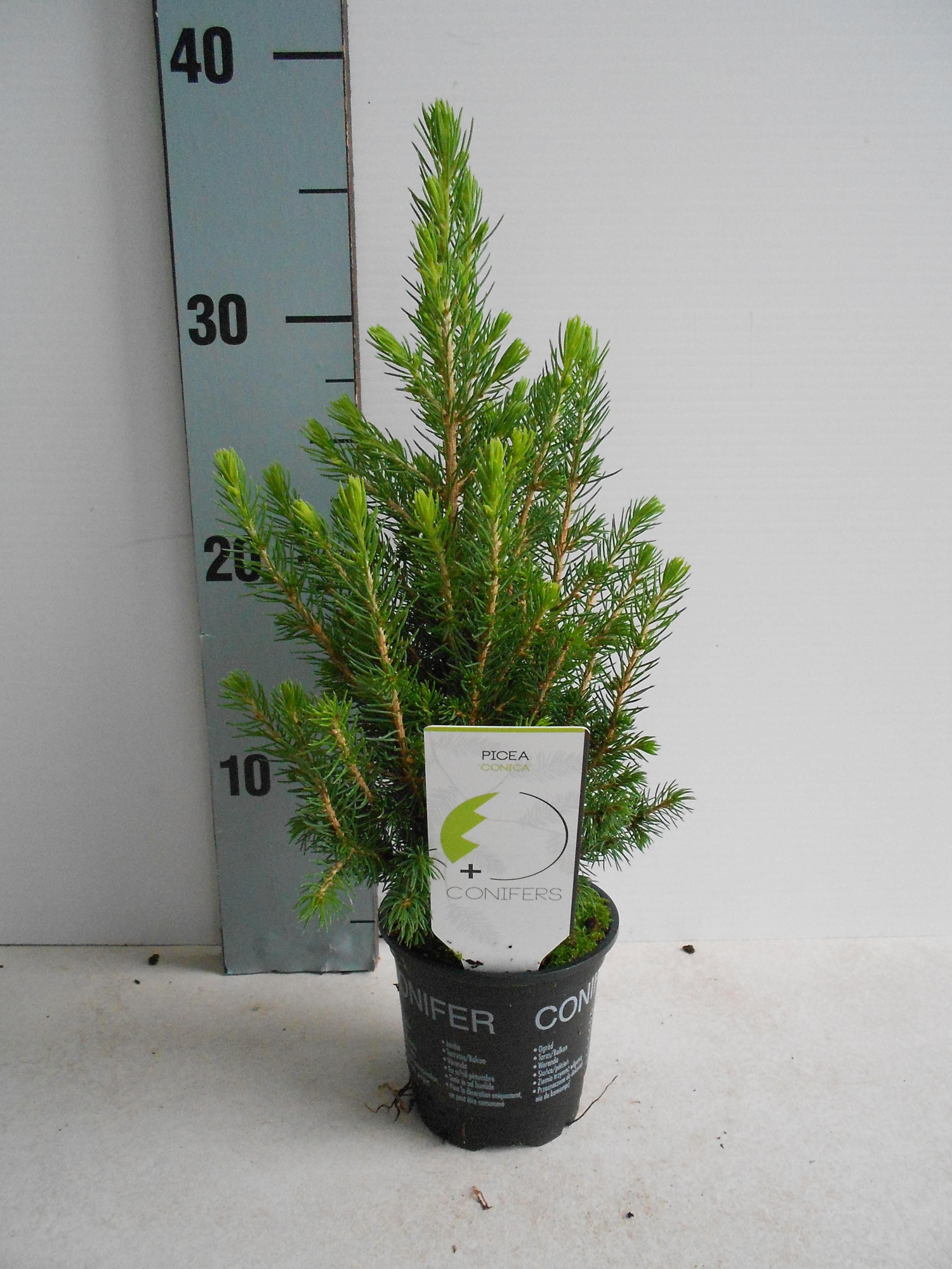 Picea glauca 'Conica', D 9 cm