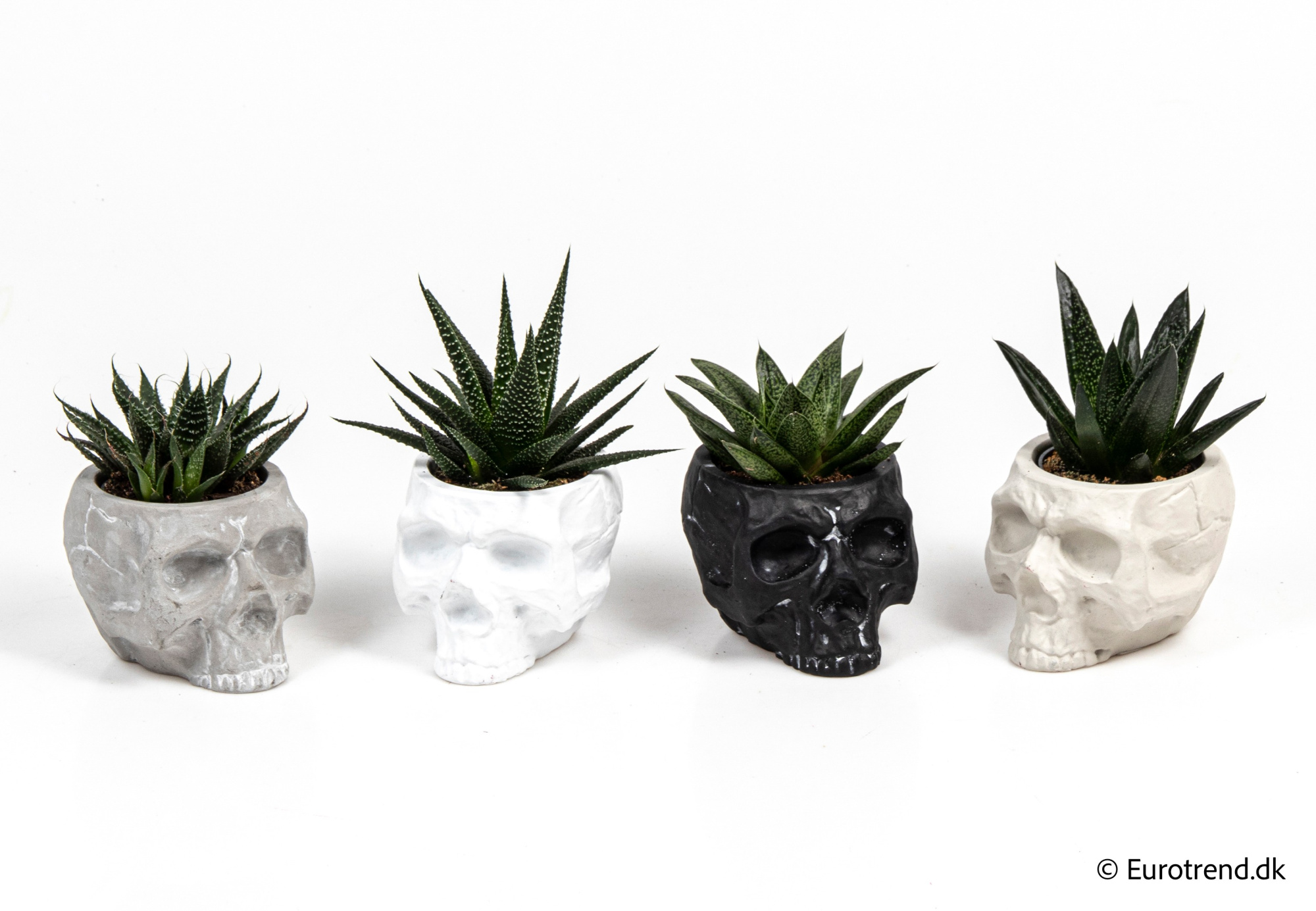 Succulent Mix in Halloween ceramic 2025, D 6 cm