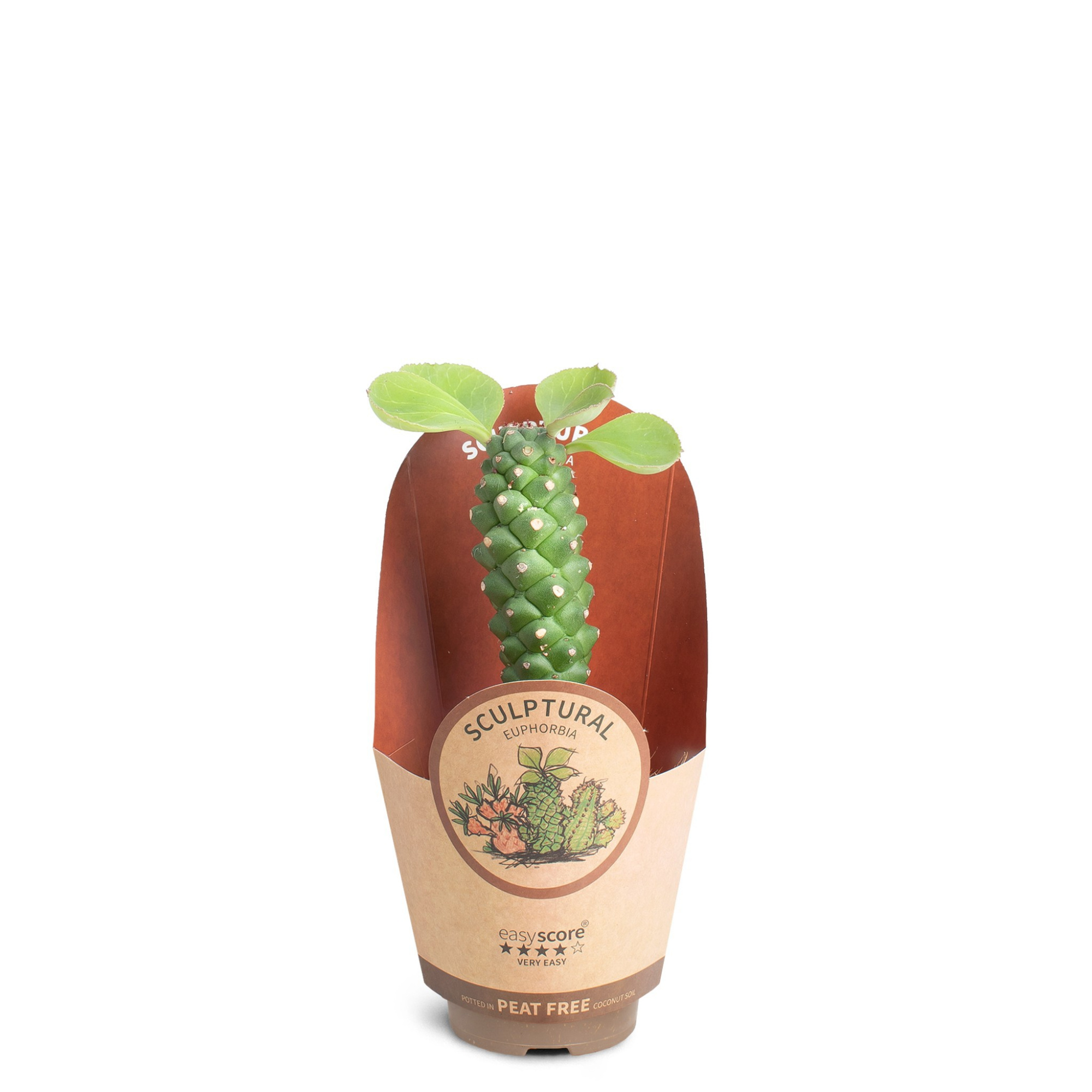 Euphorbia ritchiei, D 9