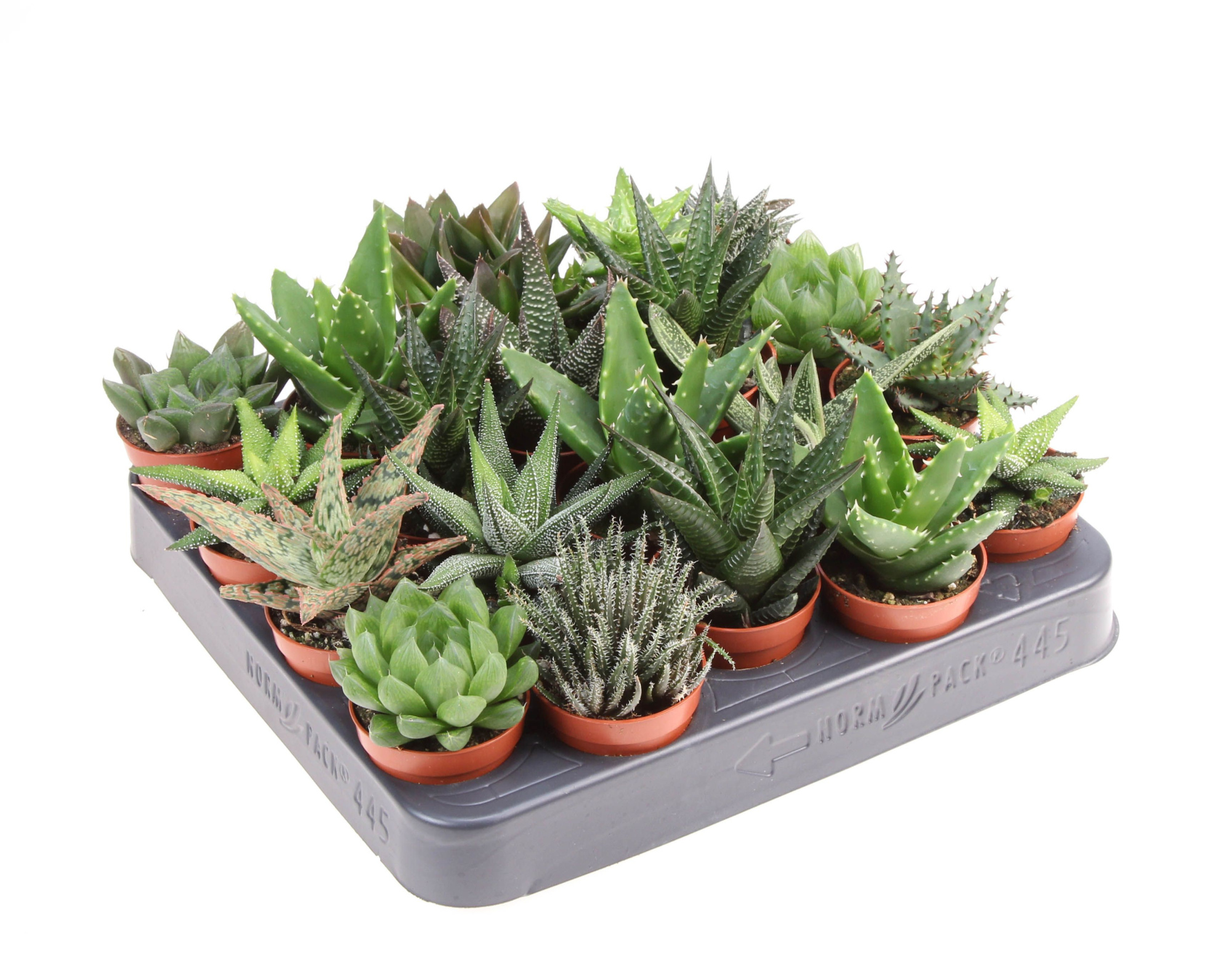 Aloe haworthia mix, D 5,5 cm