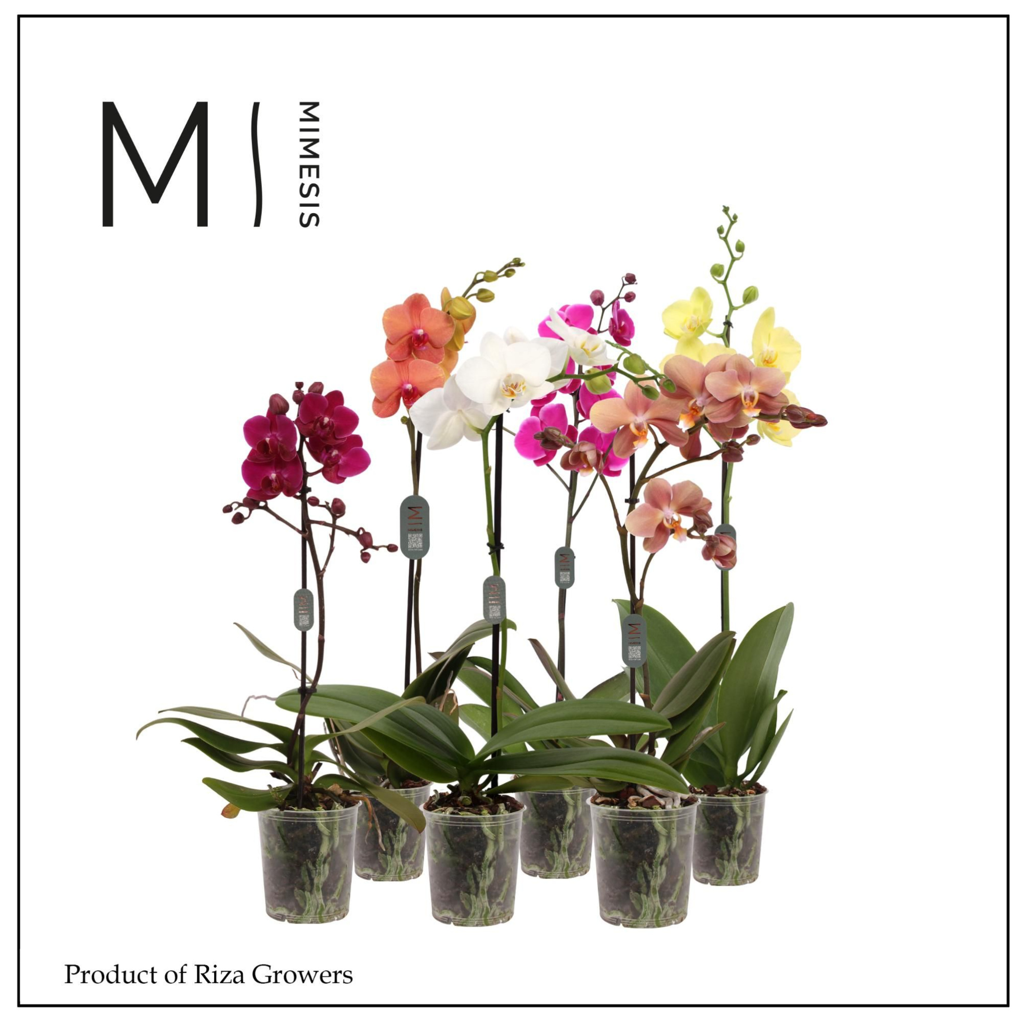 Phalaenopsis Multi Mix 1 spike - 12cm | Mimesis, D 12 cm