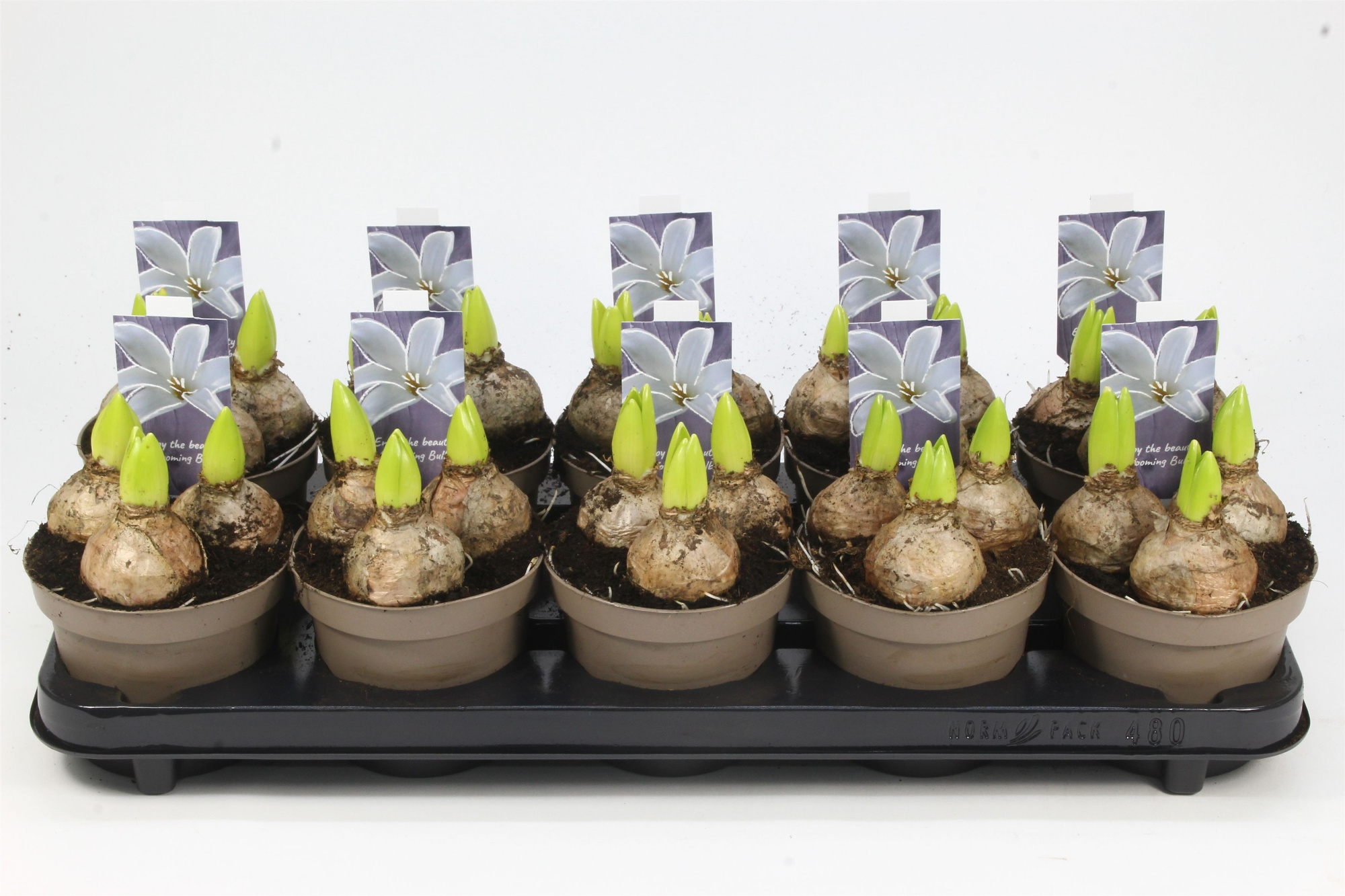 HYACINT WIT 12, D 12