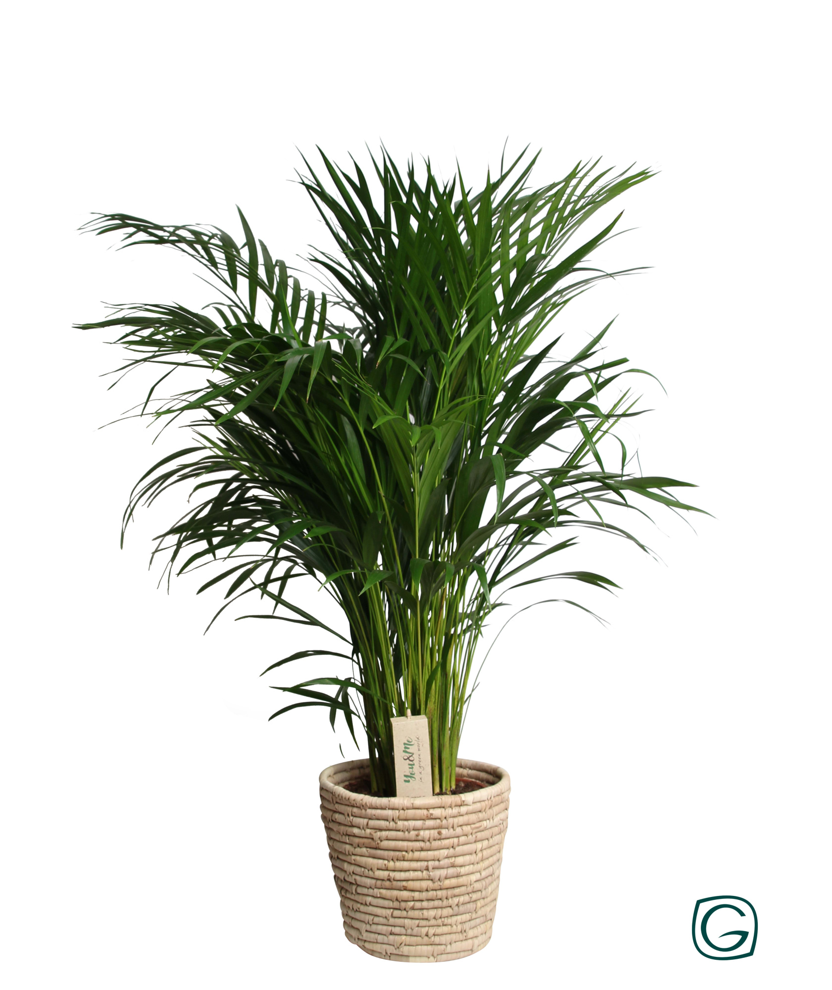 Areca in basket palmleaf, D 21