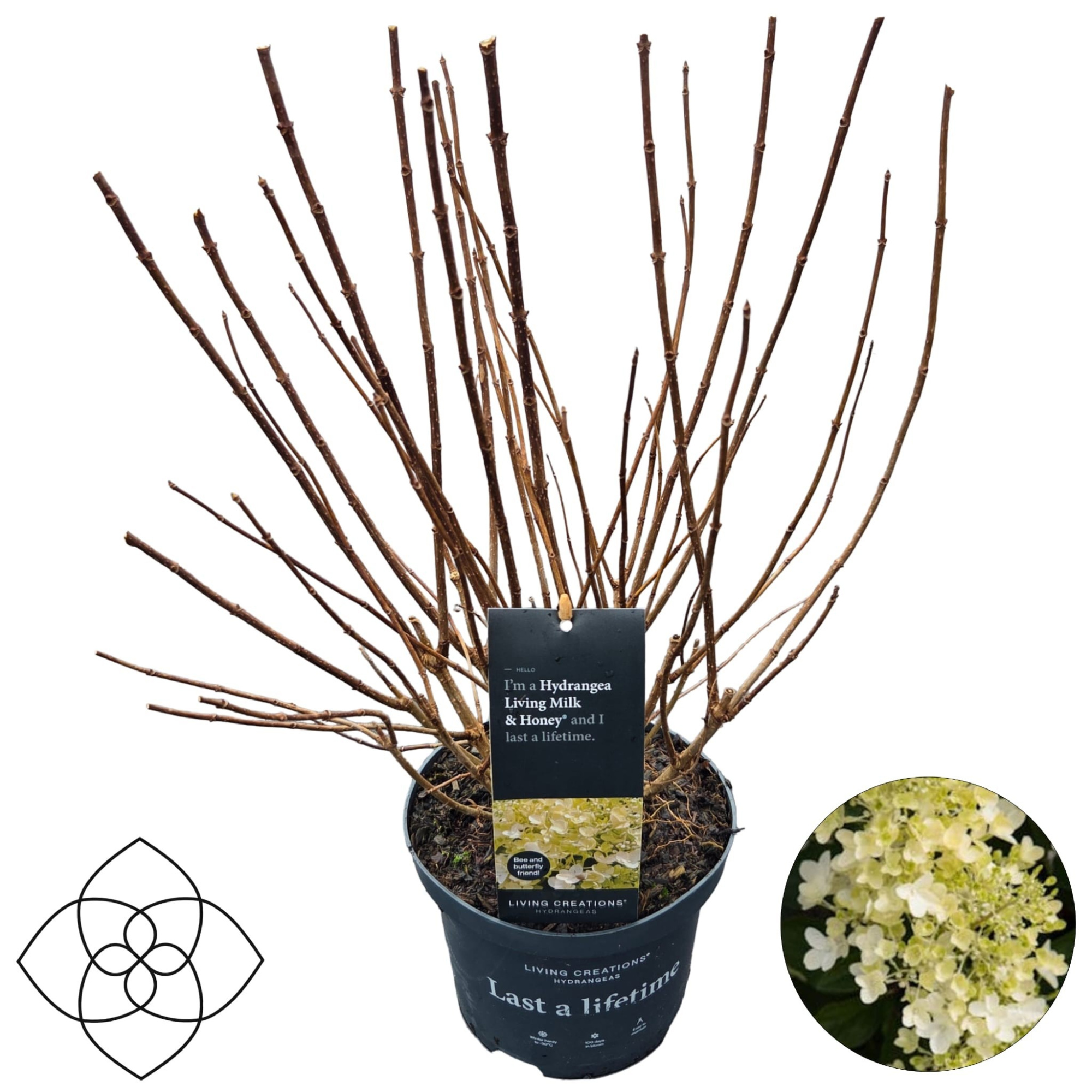 Hydrangea pan. 'Living Milk & Honey'®, D 17