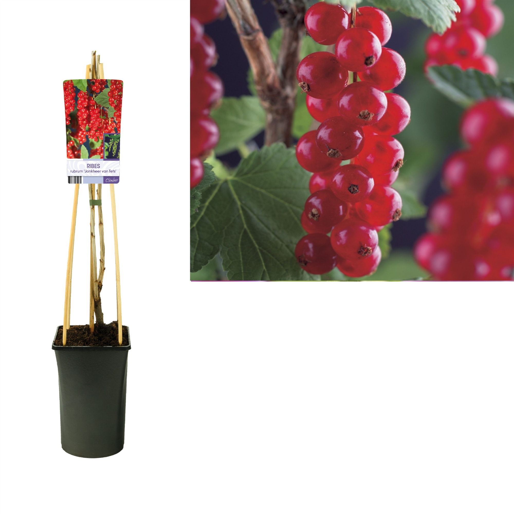 Ribes rubrum 'Jonkheer van Tets' +light label, D 17 cm