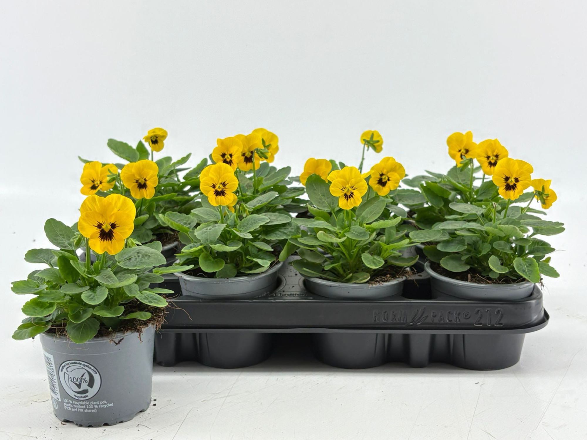 Viola Cornuta Yellow Blotch, D 9