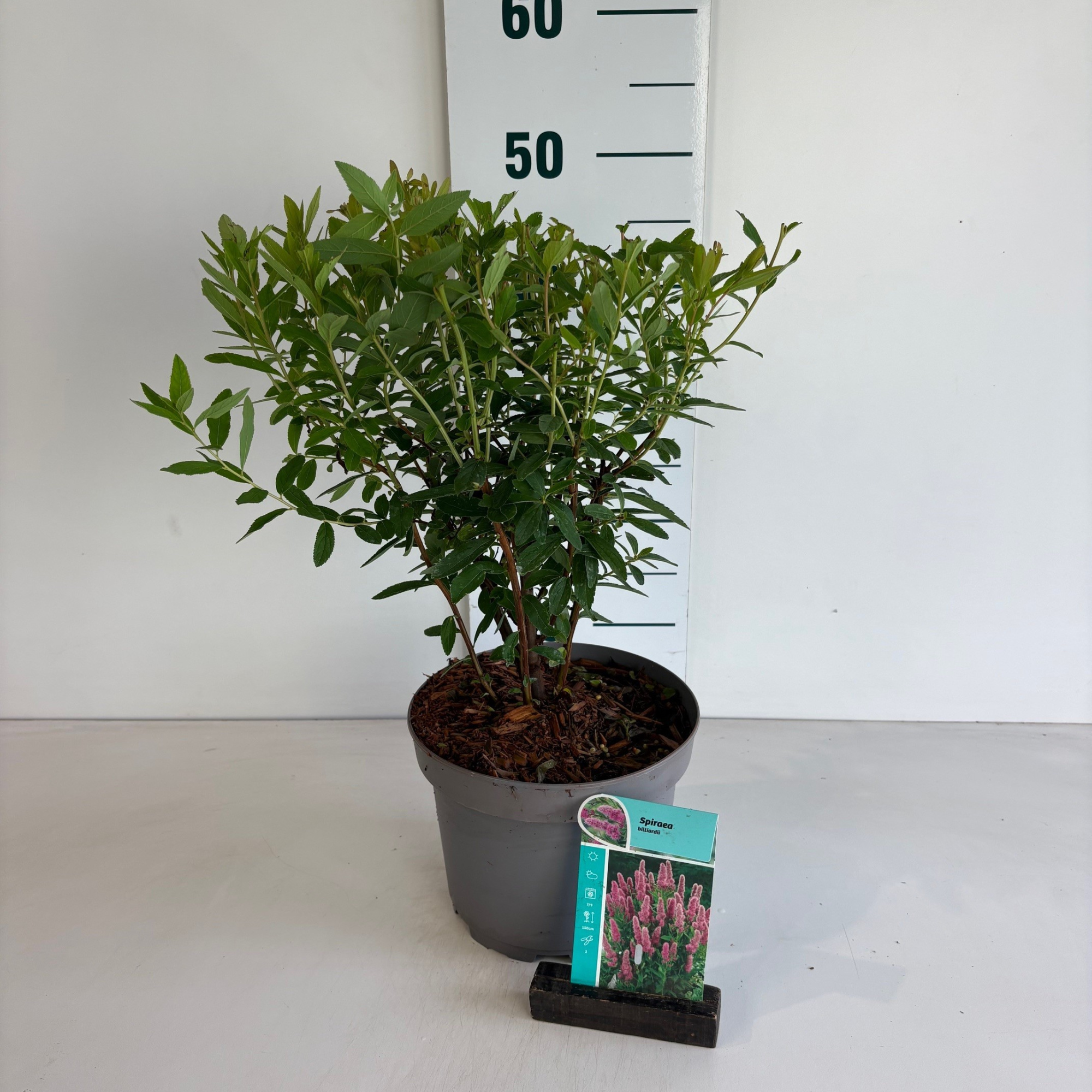 Spiraea billardii, D 20 cm