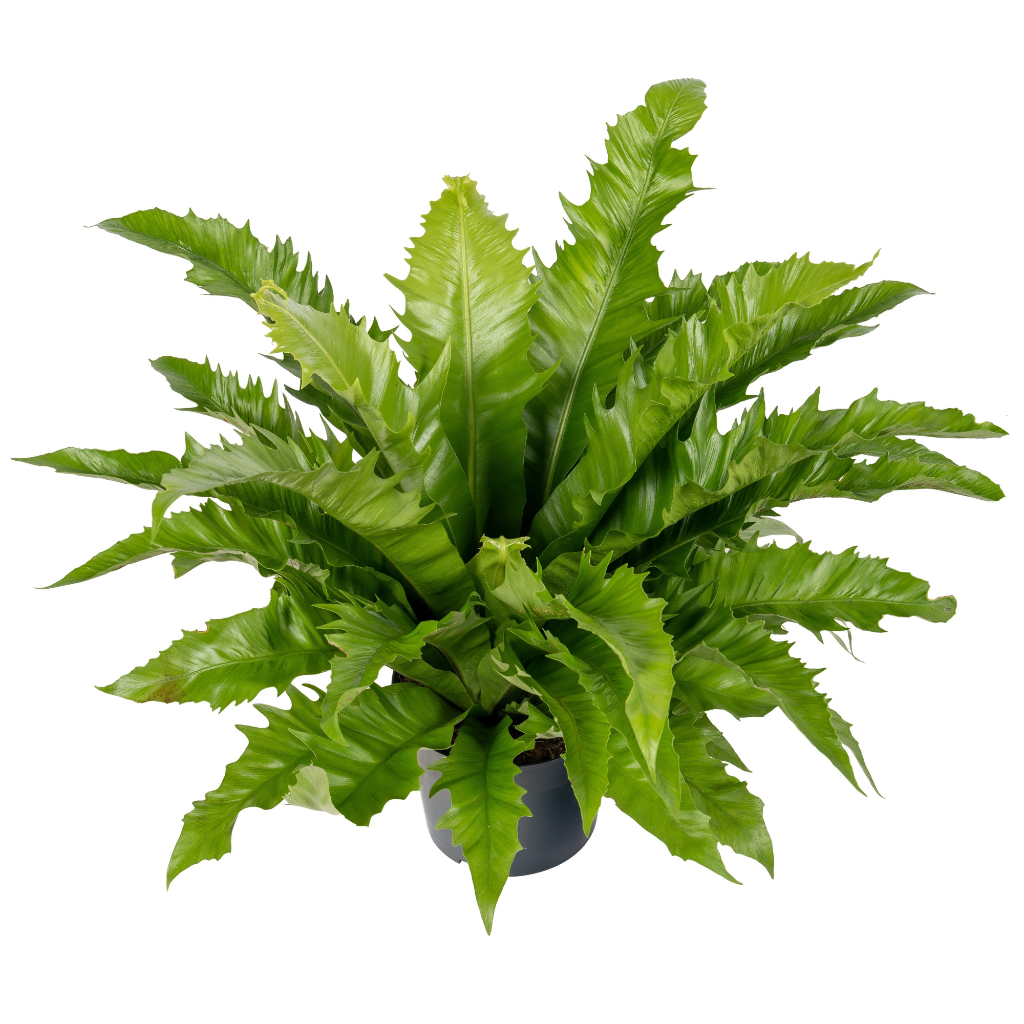 Asplenium Gioia, D 23