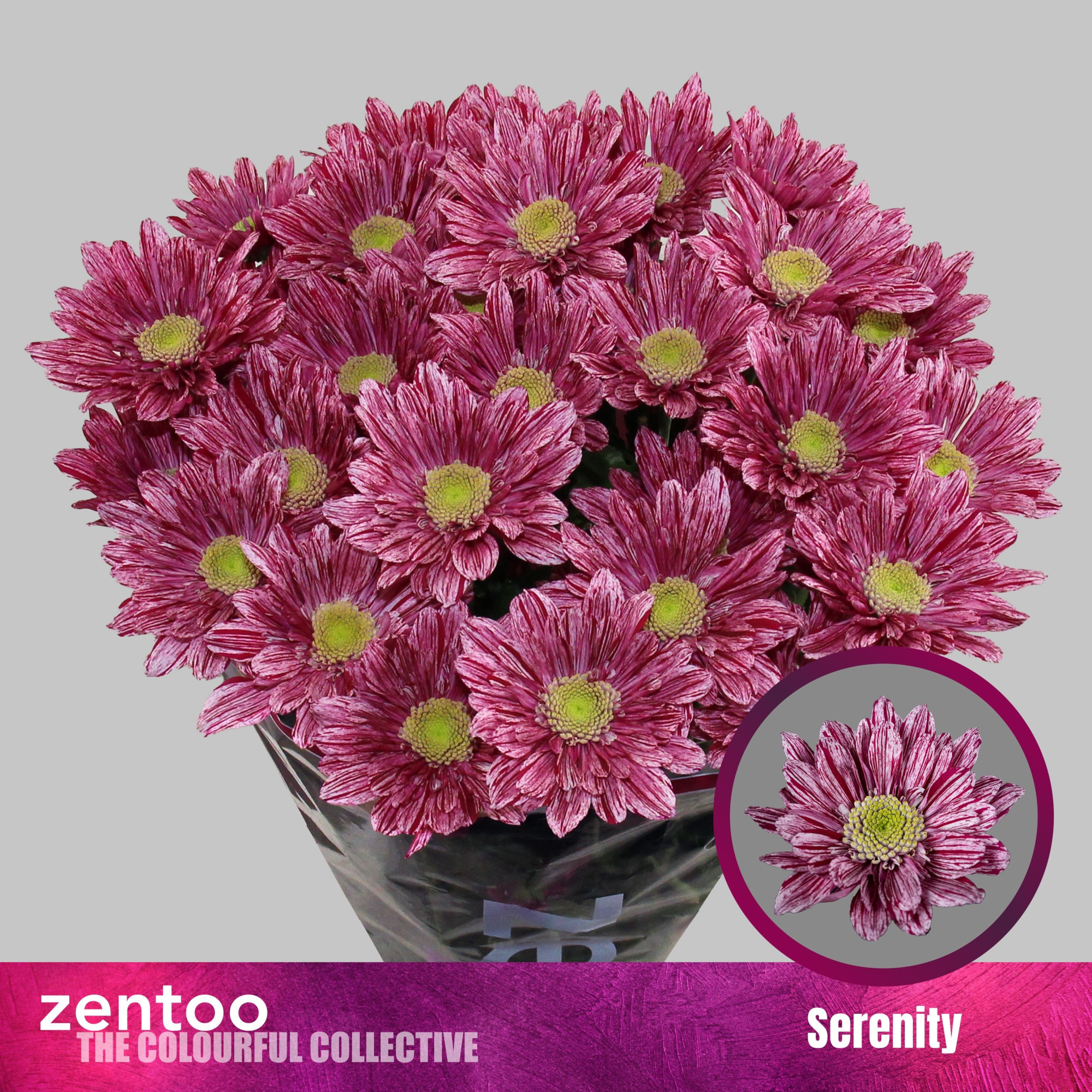 Хризантема куст. Серенити 70, шт.