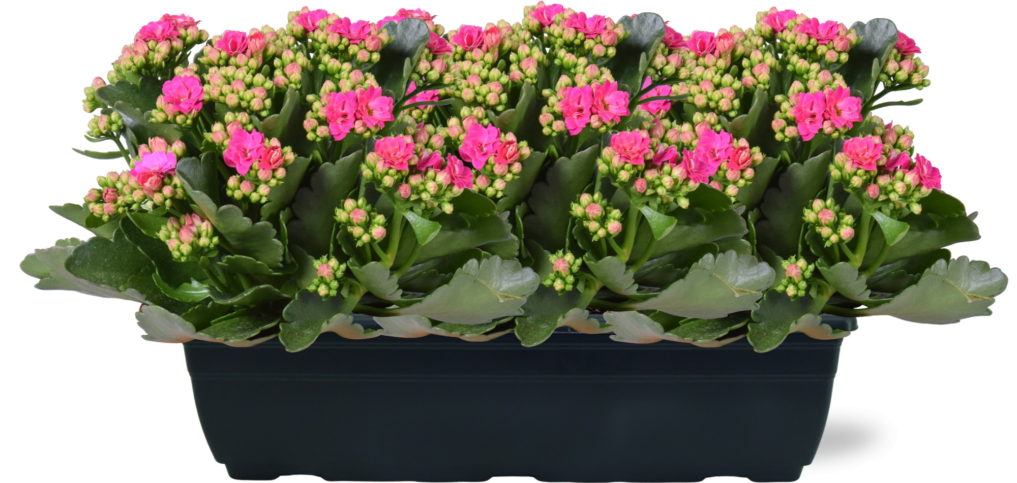 Hello Summer Kalanchoe Blossfeldiana in Duobak paars 40cm, D 40 cm
