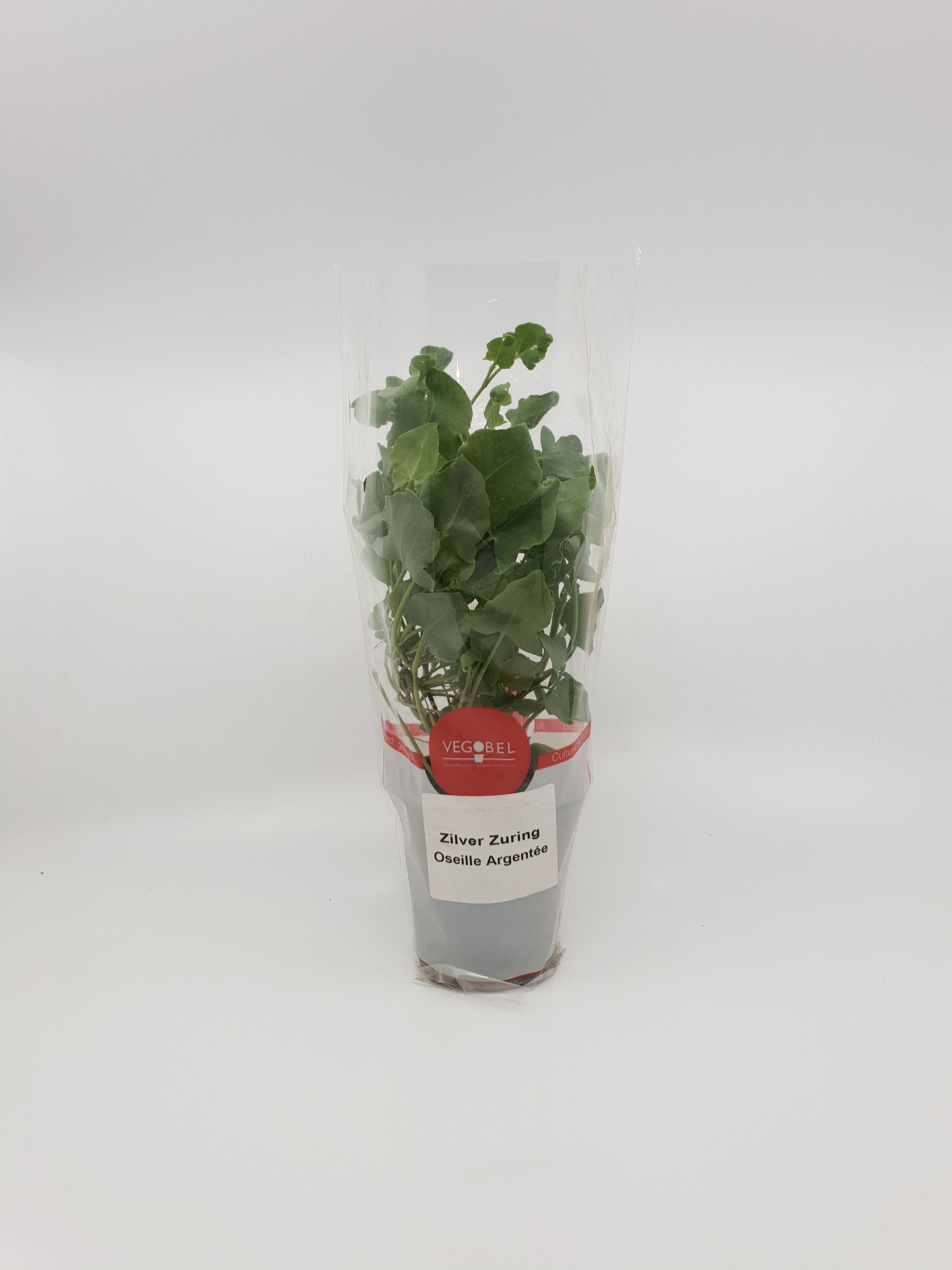 Zuring Zilver P9, D 9 cm